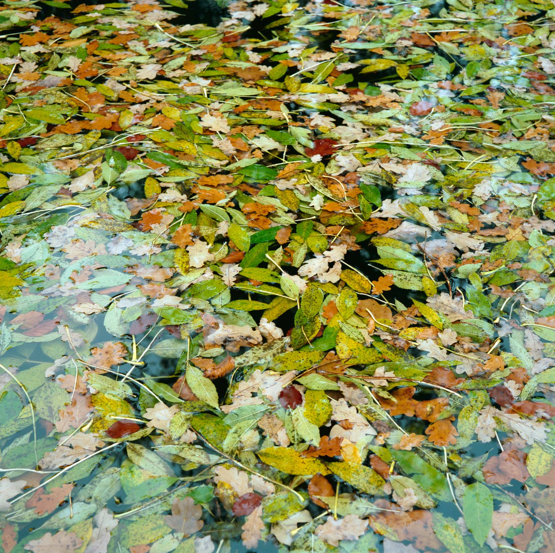 Waterleaves