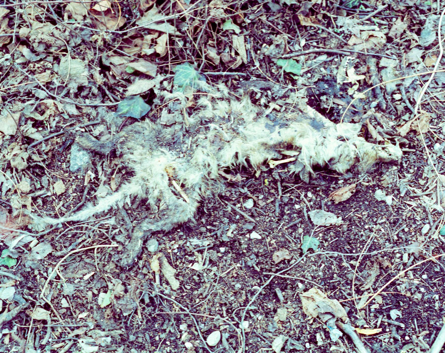 Roadkill in the junkiebushes