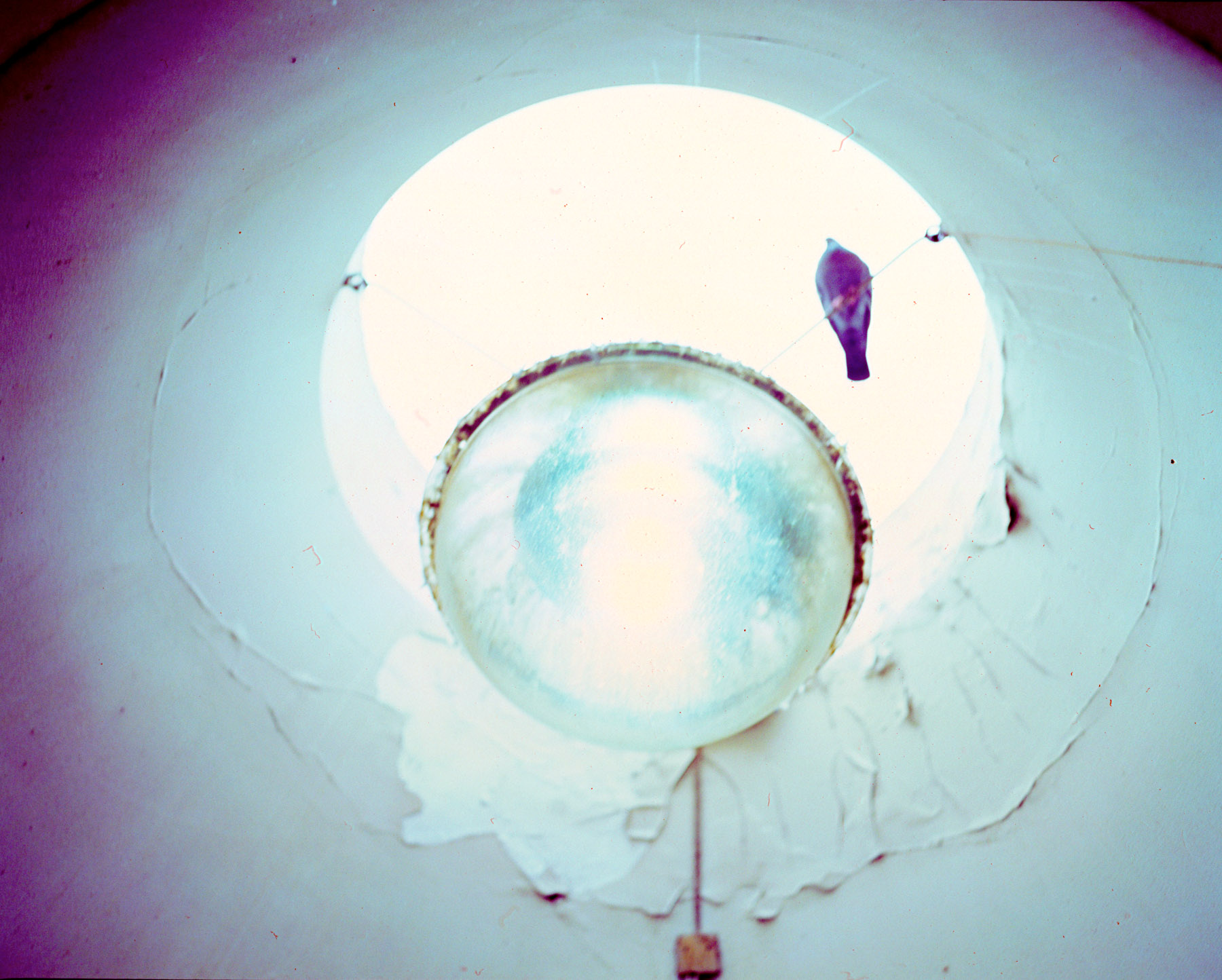 Pidgeon Lamp