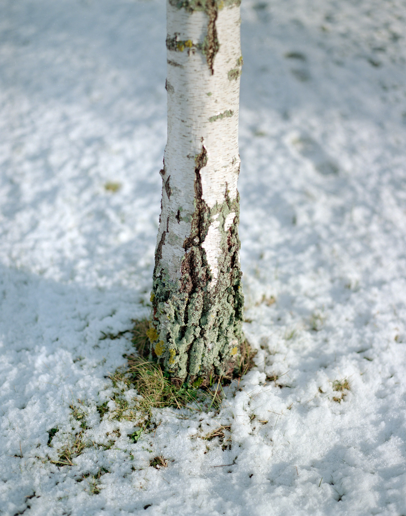 BirchtreeSnow 805-MaxHeimann.jpg