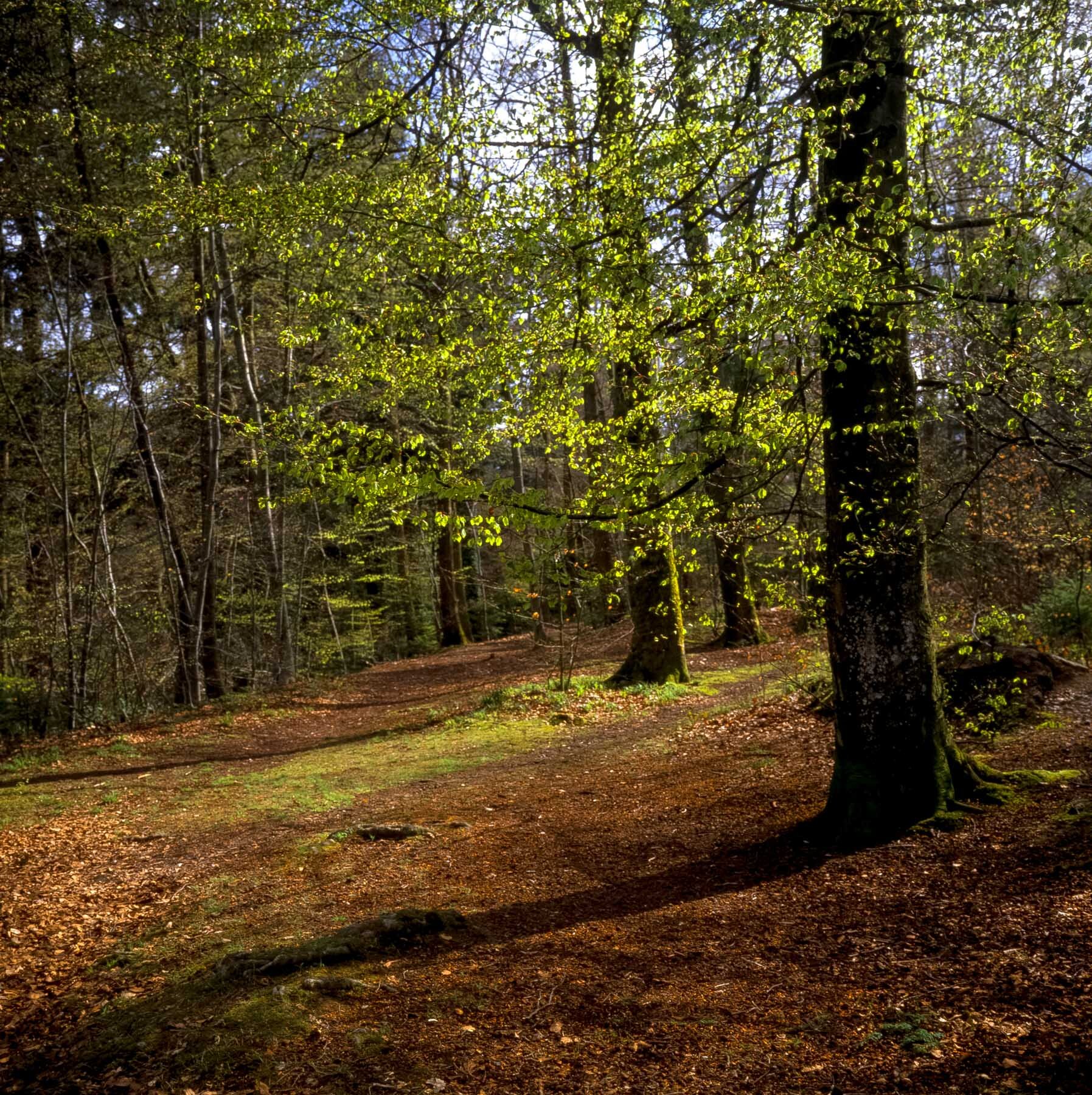 Forest Path