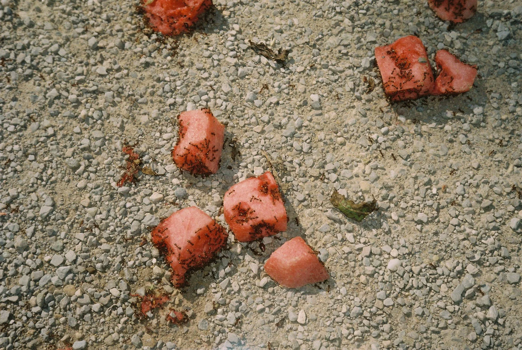 004-Roll1_00000023.jpg