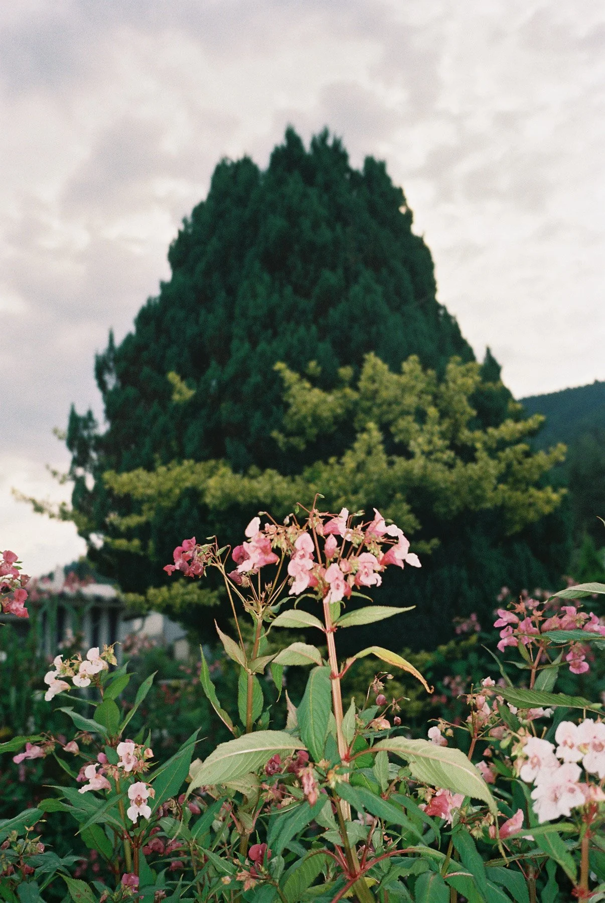014-Roll1_00000017.jpg