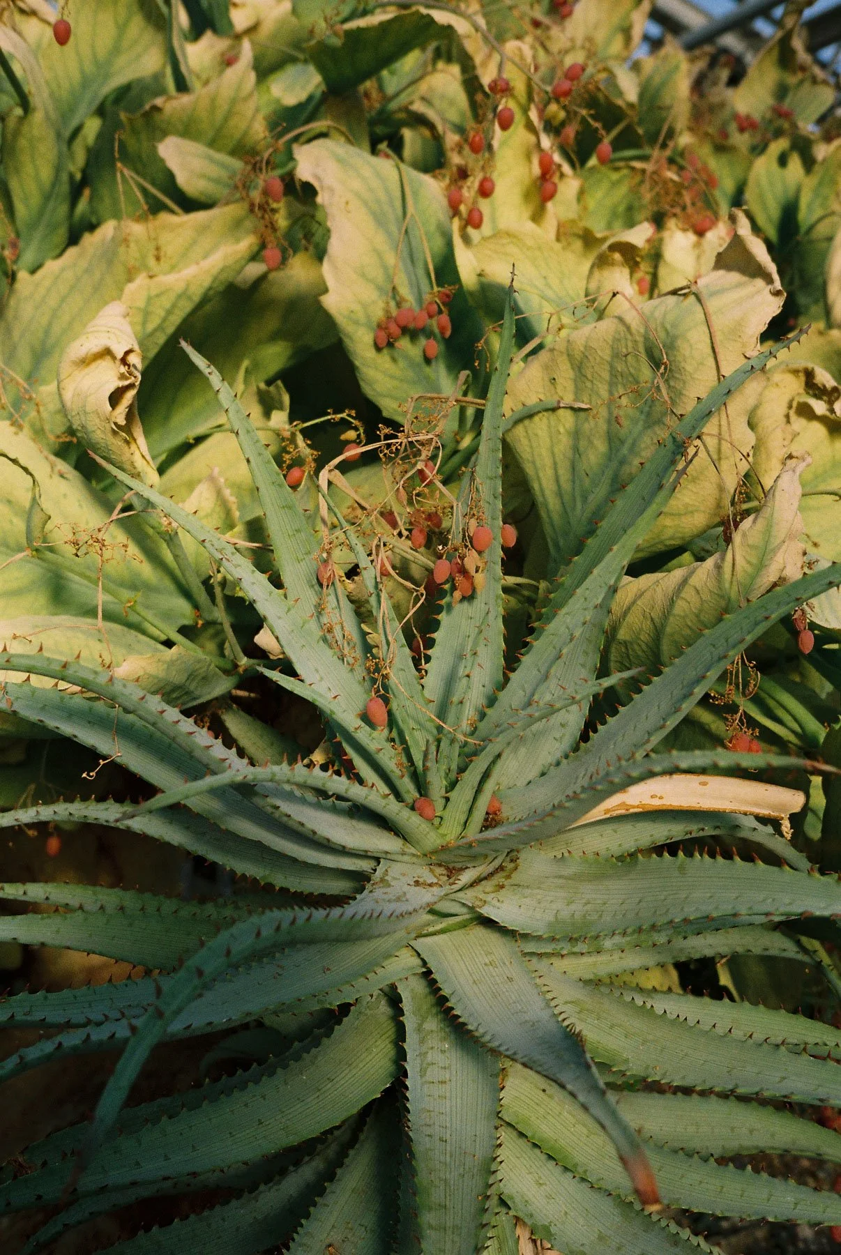 031-Roll1_00000017.jpg