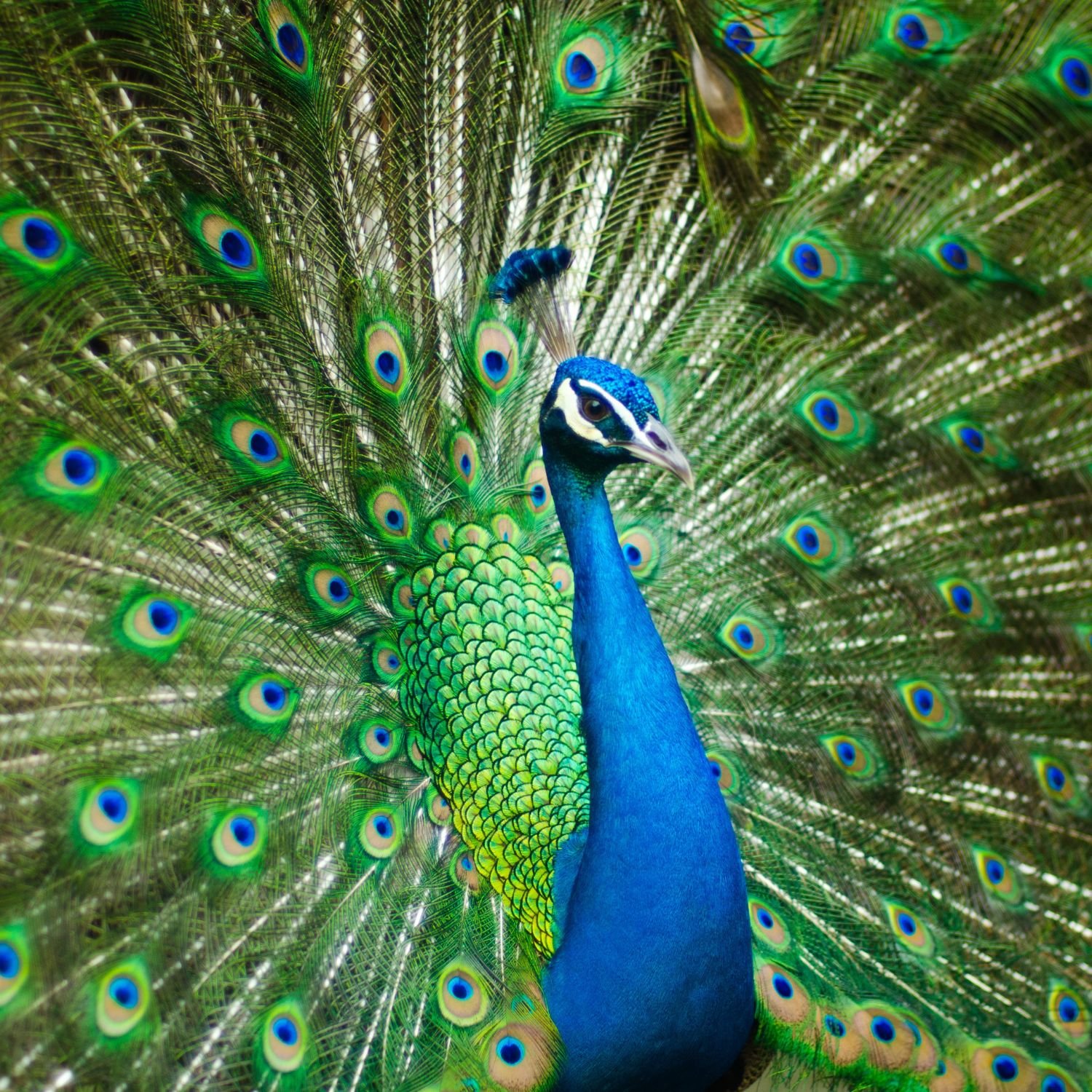The meaning and symbolism of the peacock feather in peacock jewellery