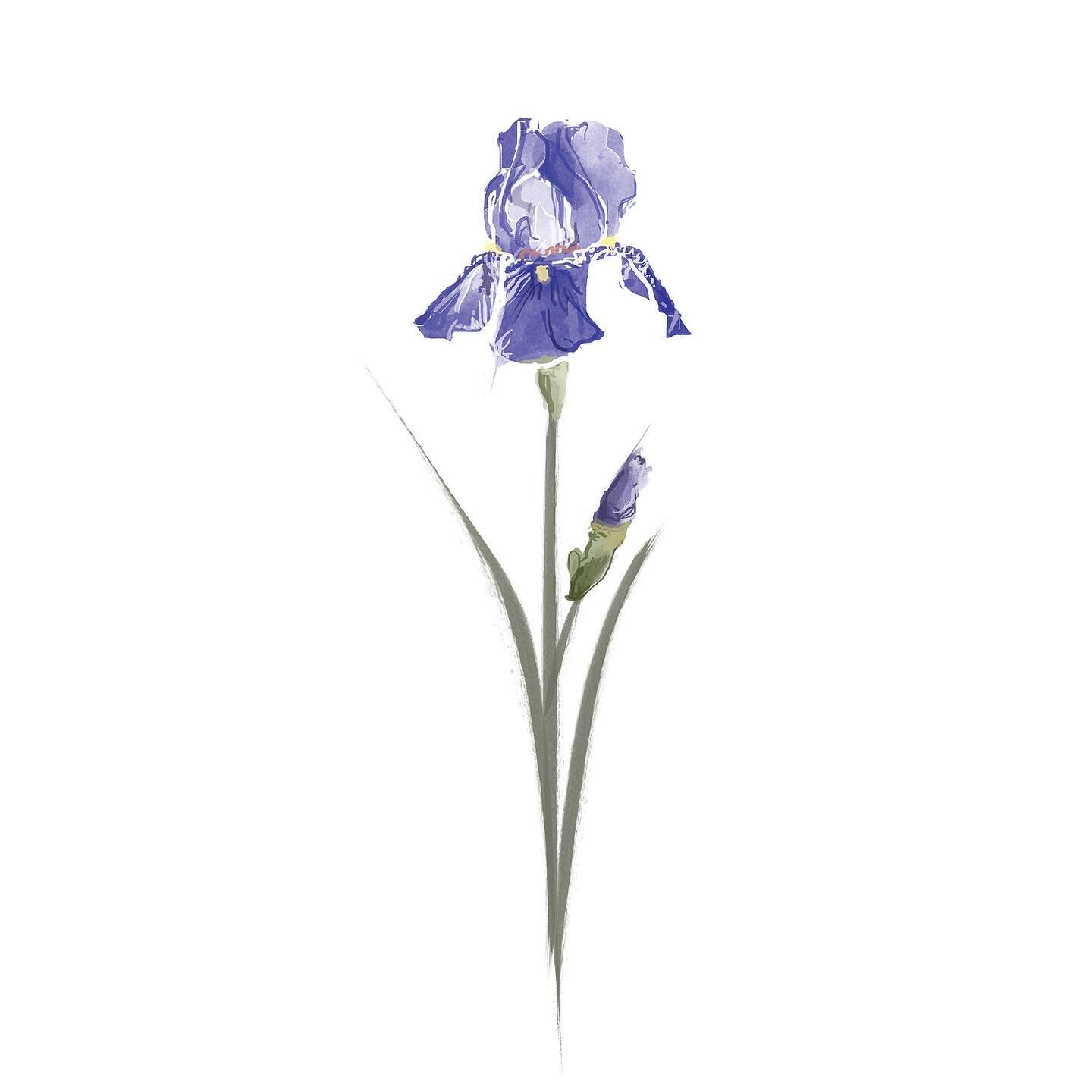 So ready for you now Spring!! 🌸🌱🌸

The clocks changing tonight makes that a little more real! ✨✨ 

Can&rsquo;t wait to see those fresh buds popping up to say hello! 🌷

#springforward #iris #seasonchange #budding #botanicalillustration #bloom #flo