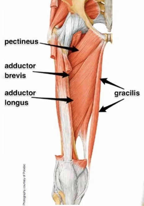 The muscle pattern of the upper thigh and adductor