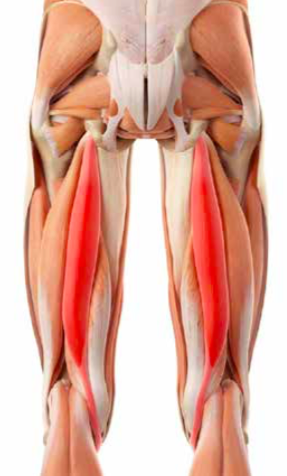 Polodoc_Physiotherapy protocol.png