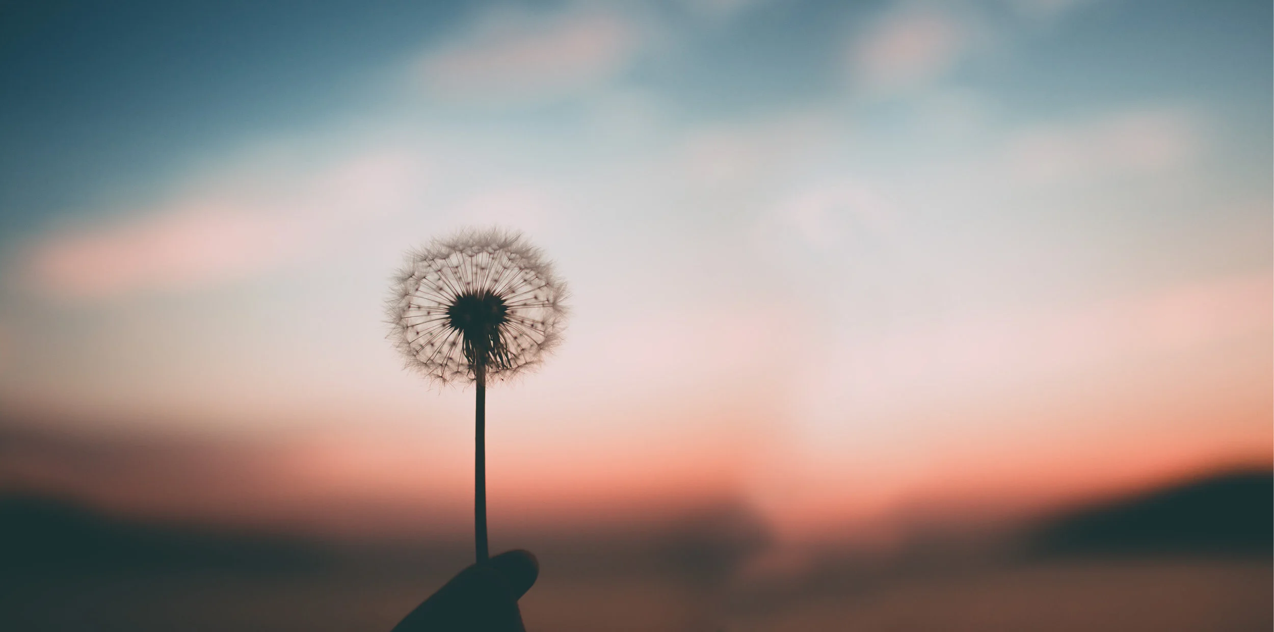 dandelion-4.jpg
