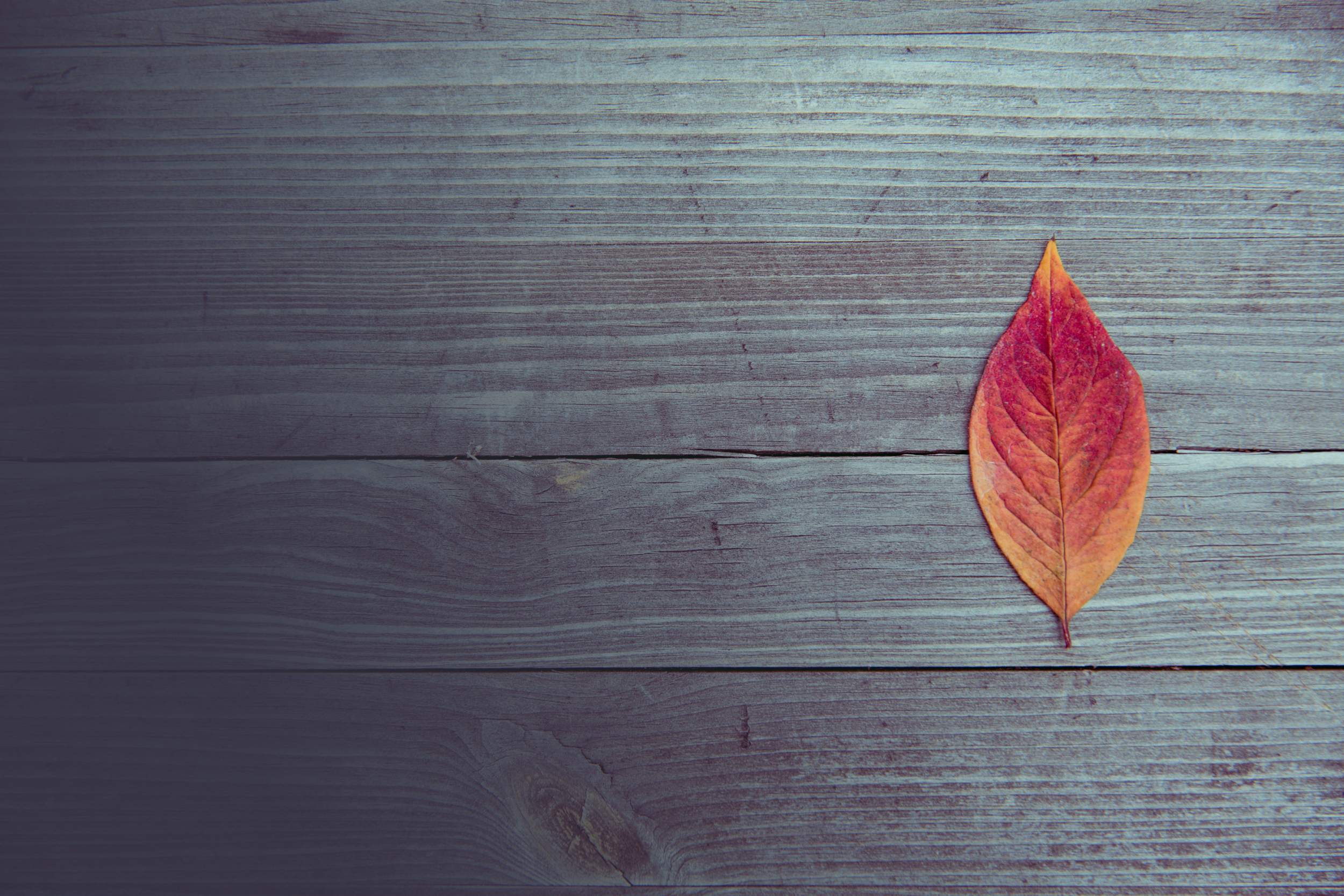 leaf.jpg