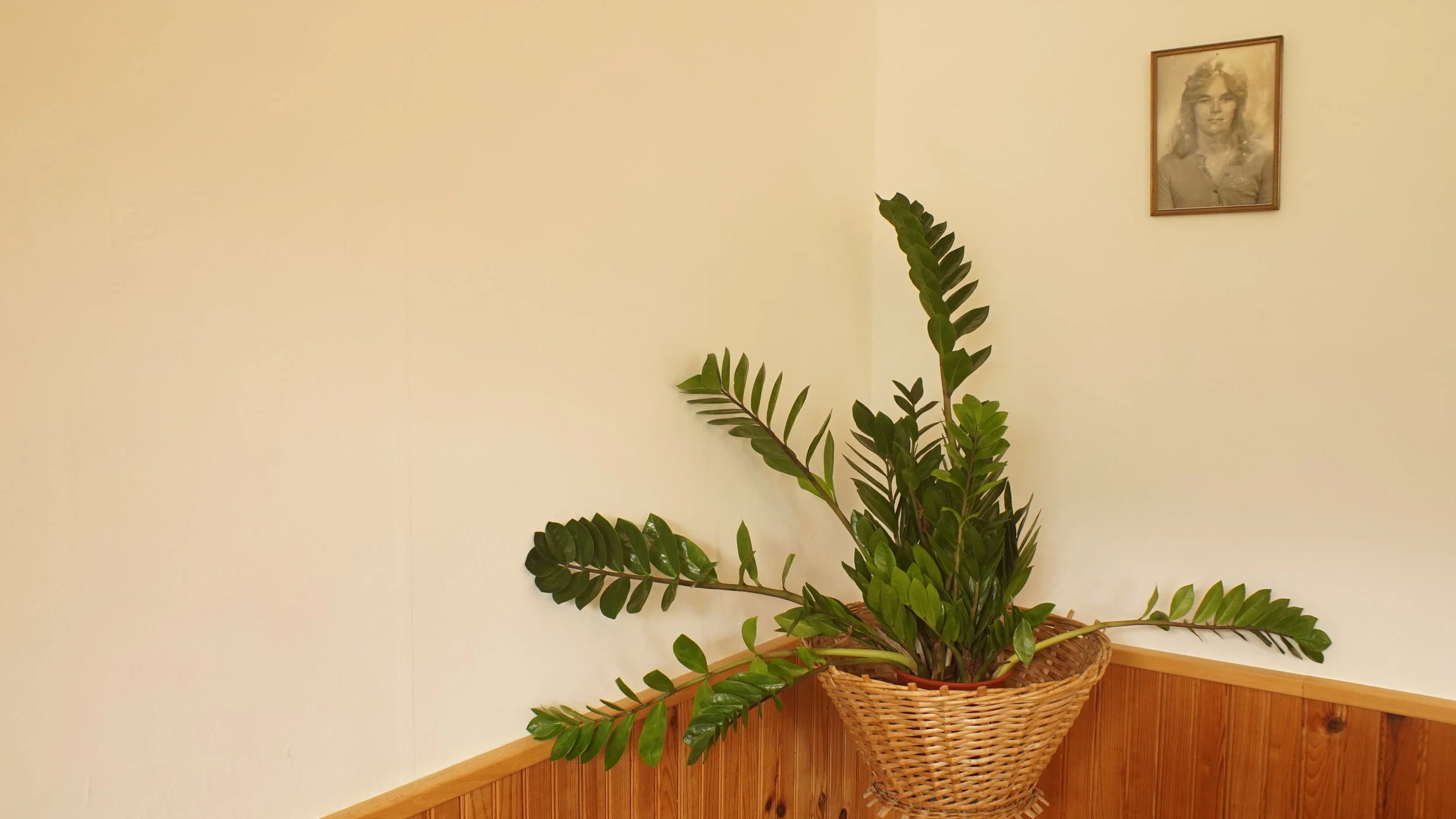 plant.JPG
