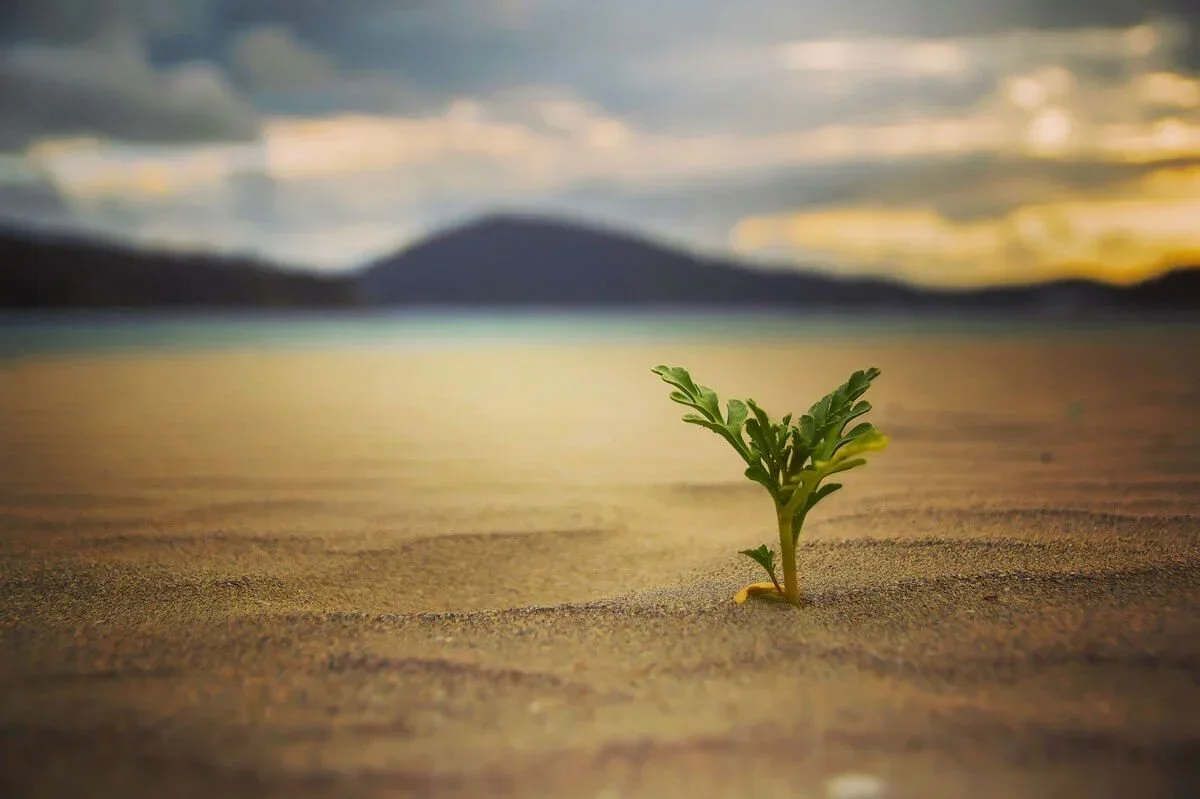 Een kleine groene plant die uit het zand groeit, met een uitgestrekt landschap en een meer op de achtergrond tijdens zonsondergang.