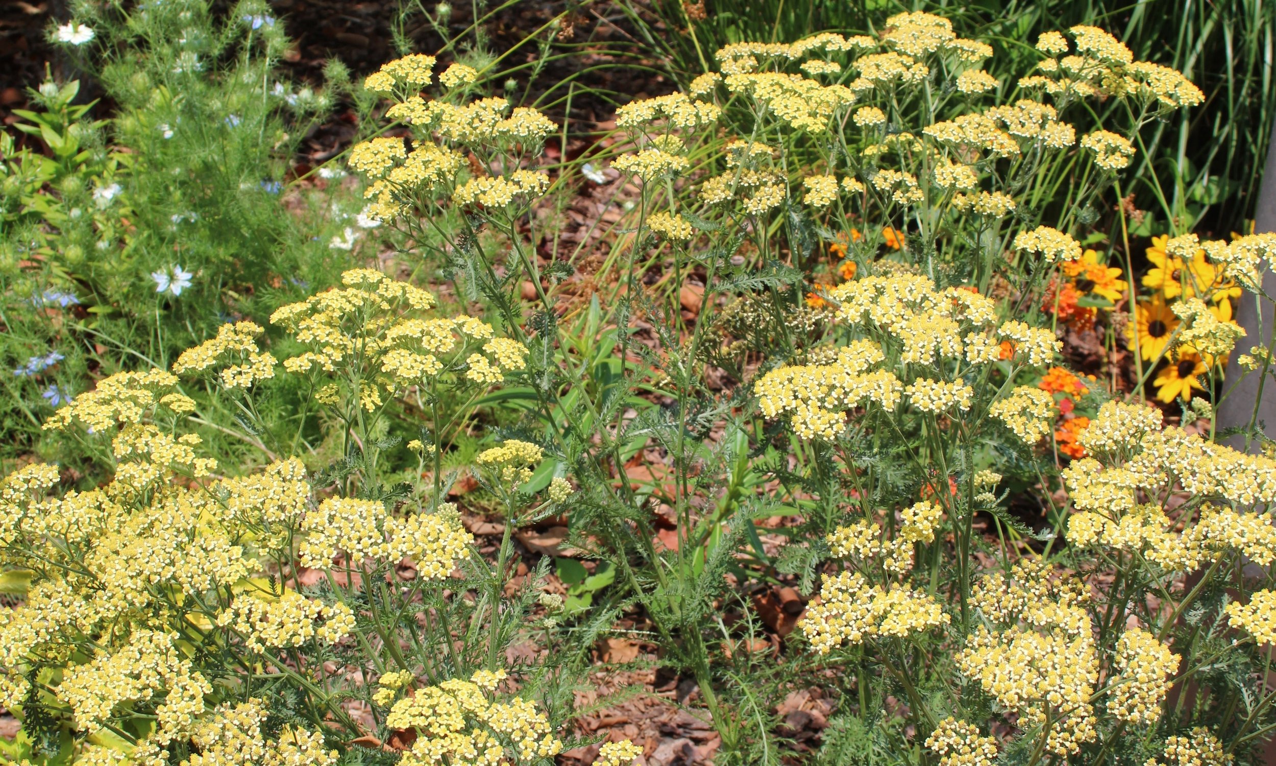 Natural Yellow Yarrow, Country Wedding Flowers