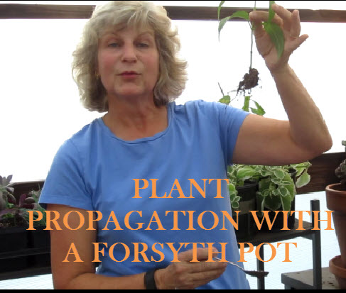 YouTube Thumbnail-Forsyth Pot.jpg