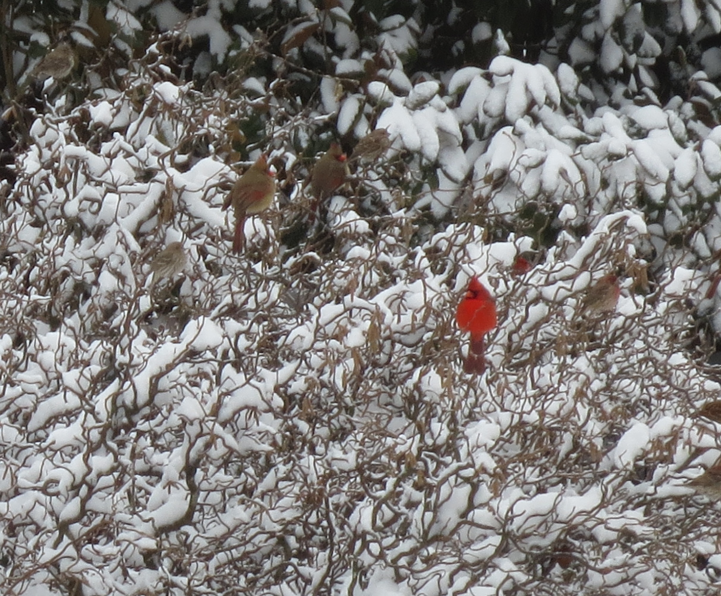 Birds in Lauder.jpg