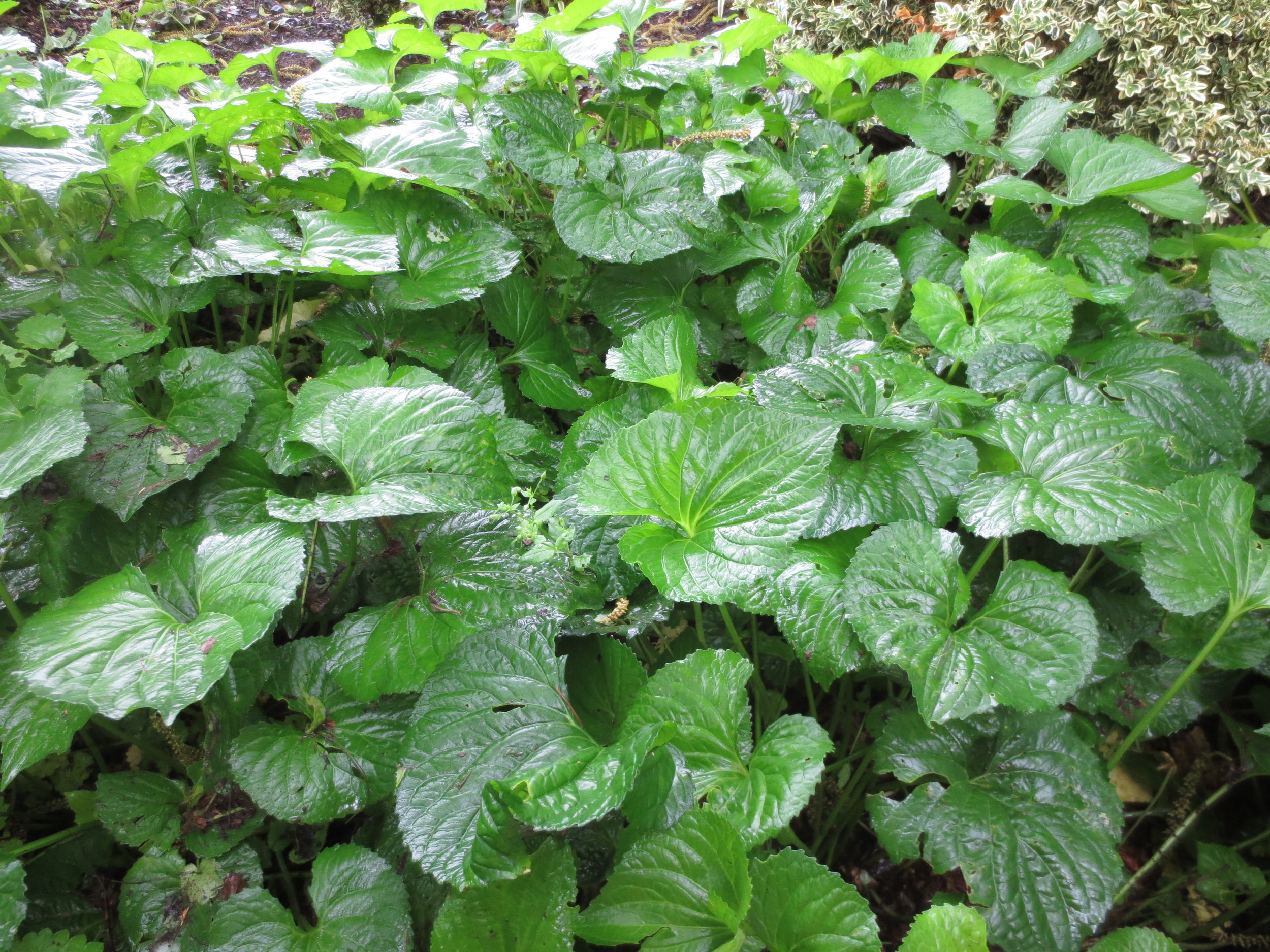 A violet forest.JPG