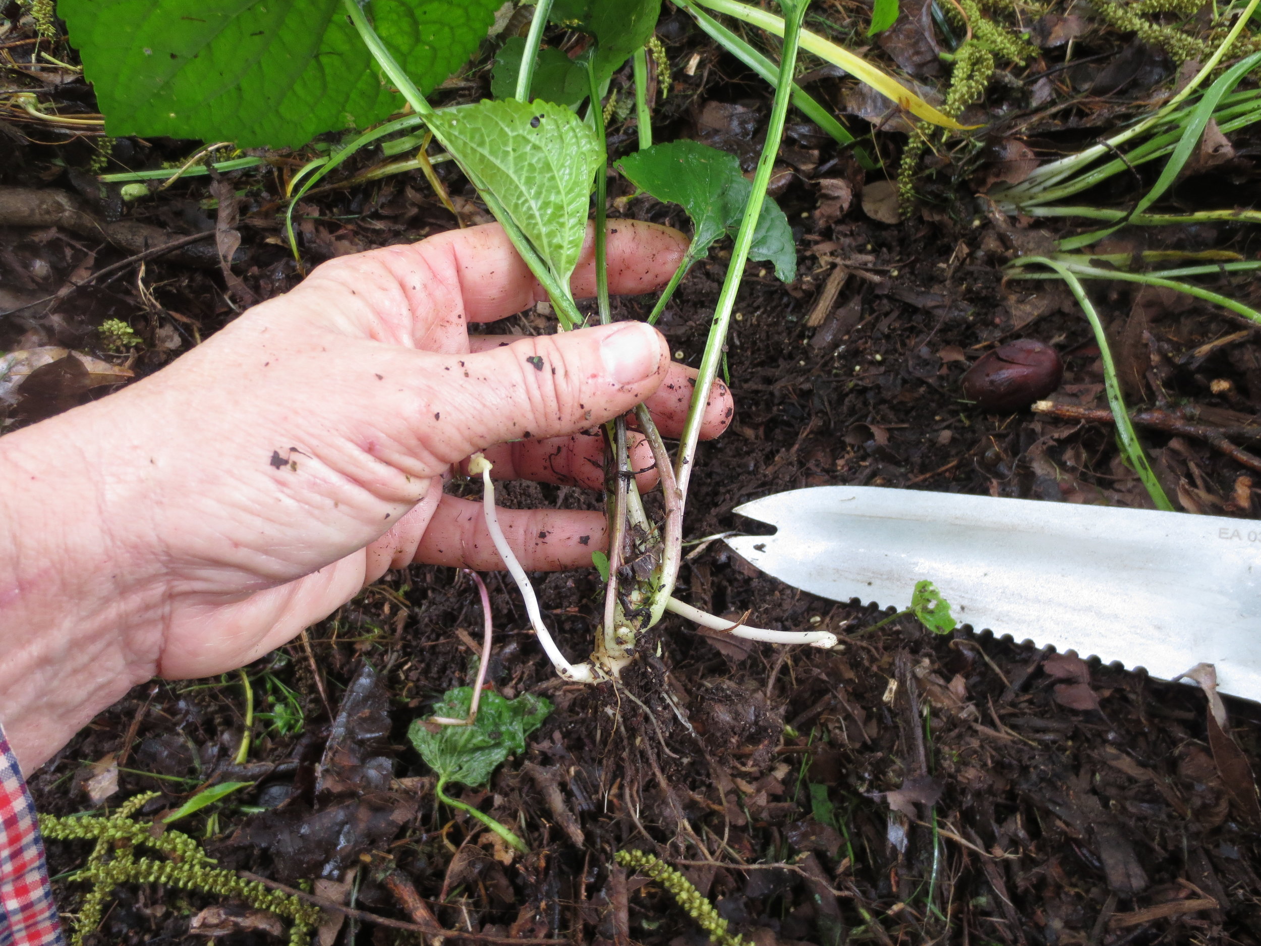 Violet crown showing hidden blooms.JPG