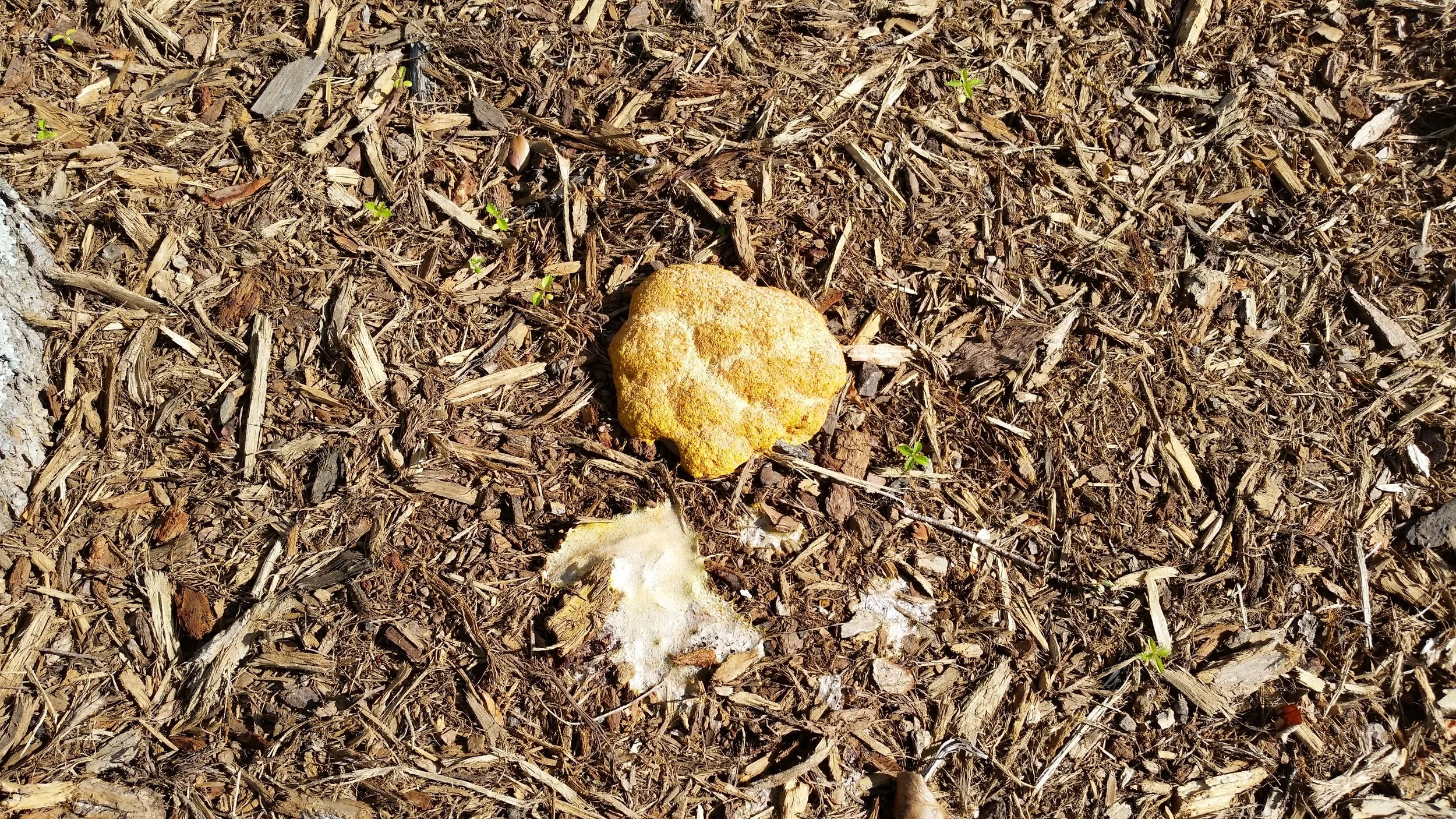This slime mold is about six inches across. The tan color indicates that it is nearing the end of its lifecycle. It was lemon yellow yesterday.