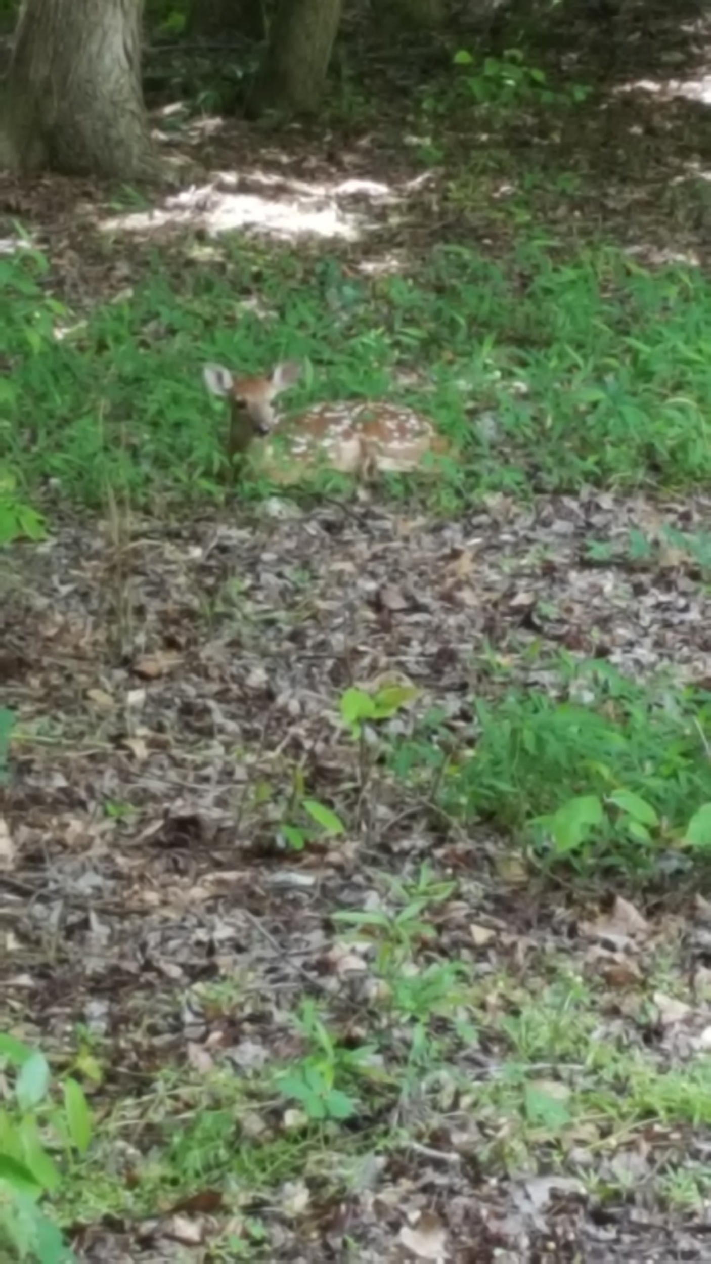 Deer Parked at Cinder BnB.jpg