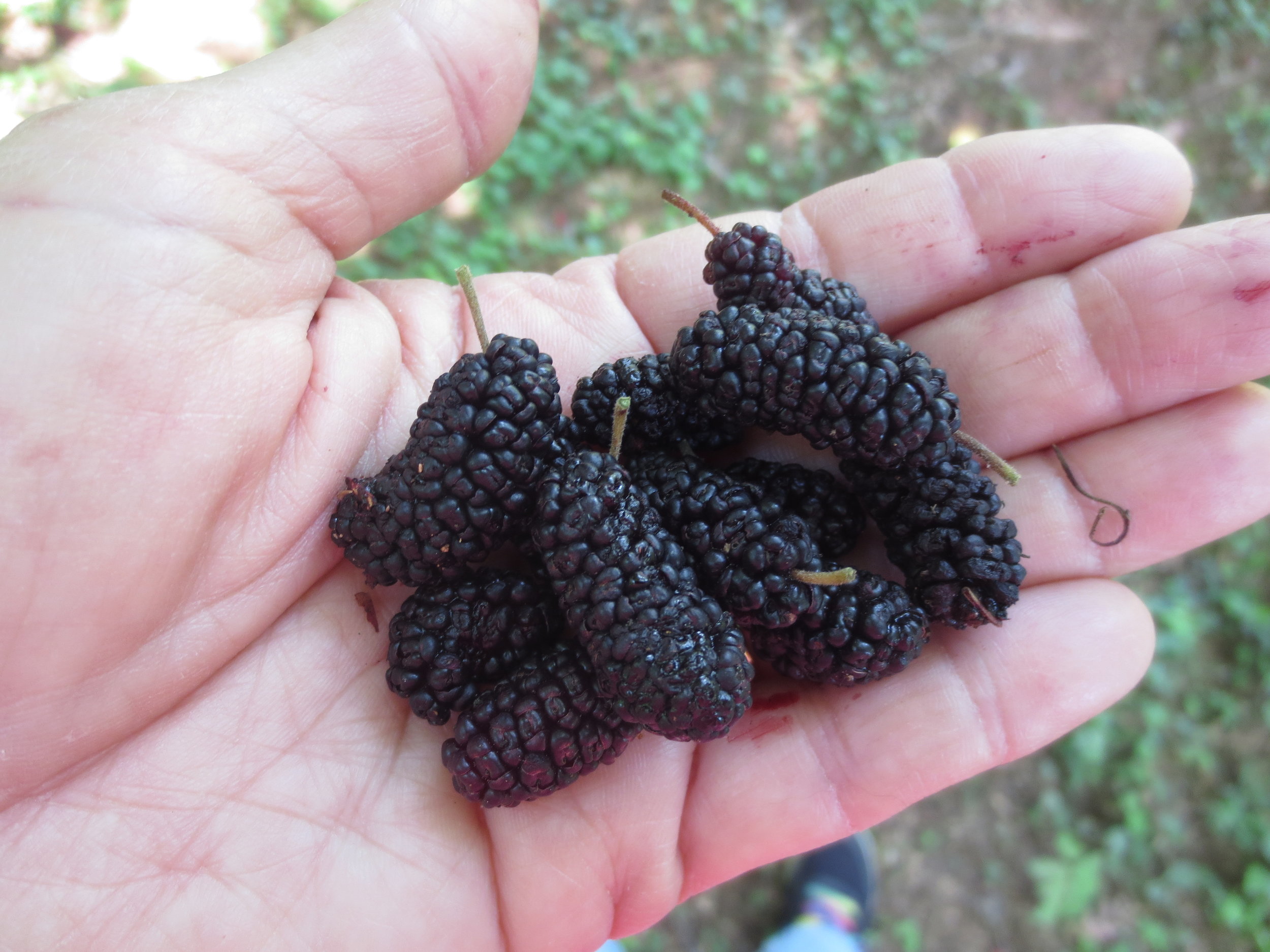 Ripe mulberries.JPG