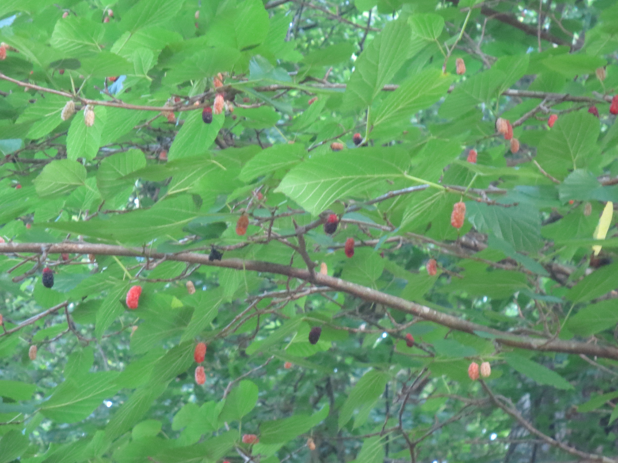 Mulberries on tree.JPG