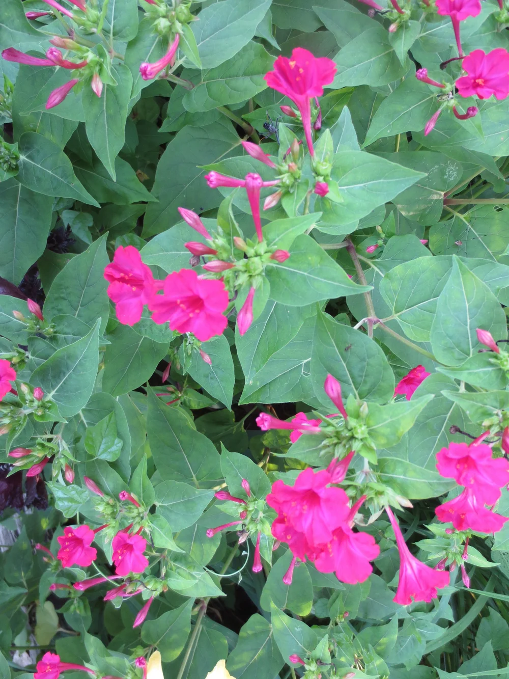 amaranth plant photos Flower Amaranth Coral Fountain 500 Non-GMO, Heirloom Seeds