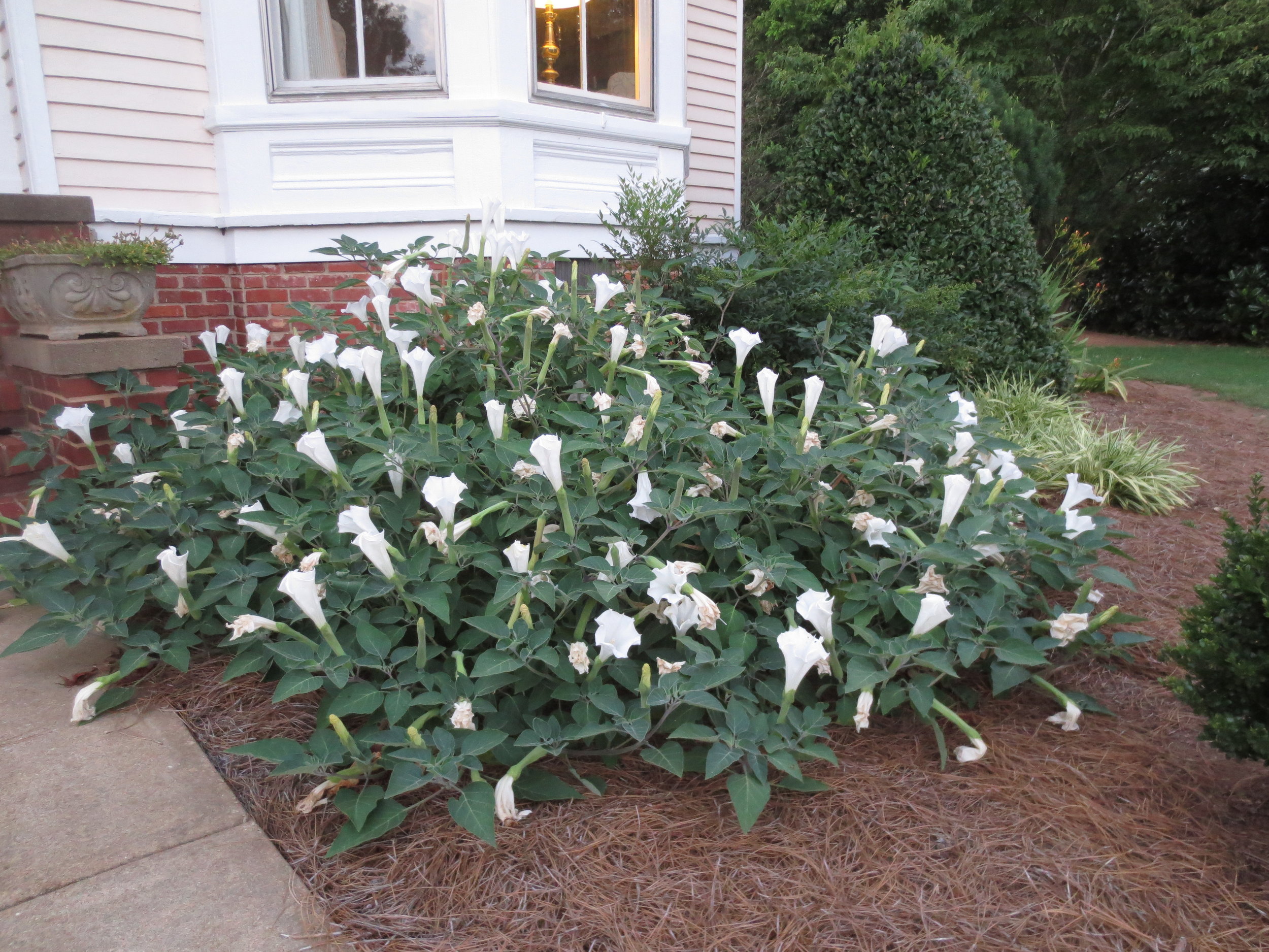 Datura918pm.JPG