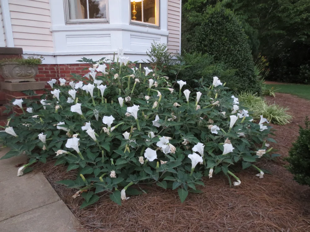 Datura — Gardening Hints for the Southeast / Gardening In The