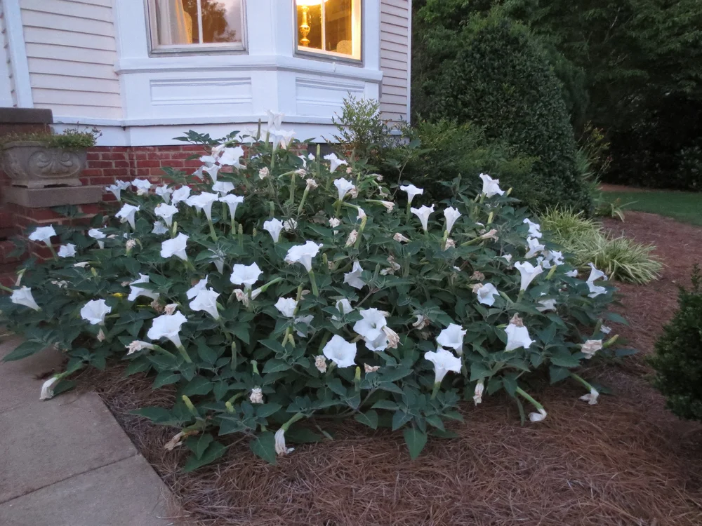 Datura — Gardening Hints for the Southeast / Gardening In The