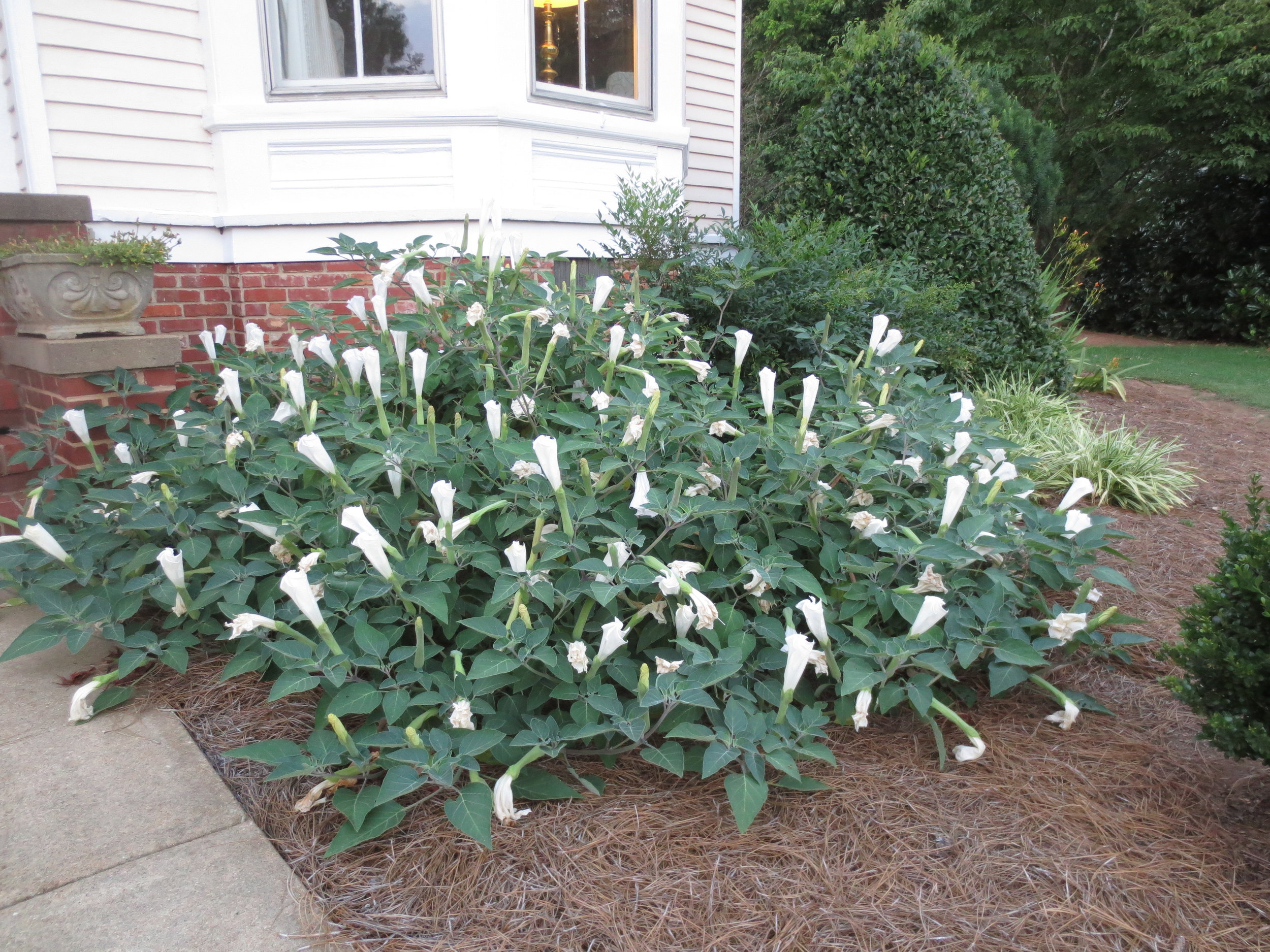 Datura908pm.JPG