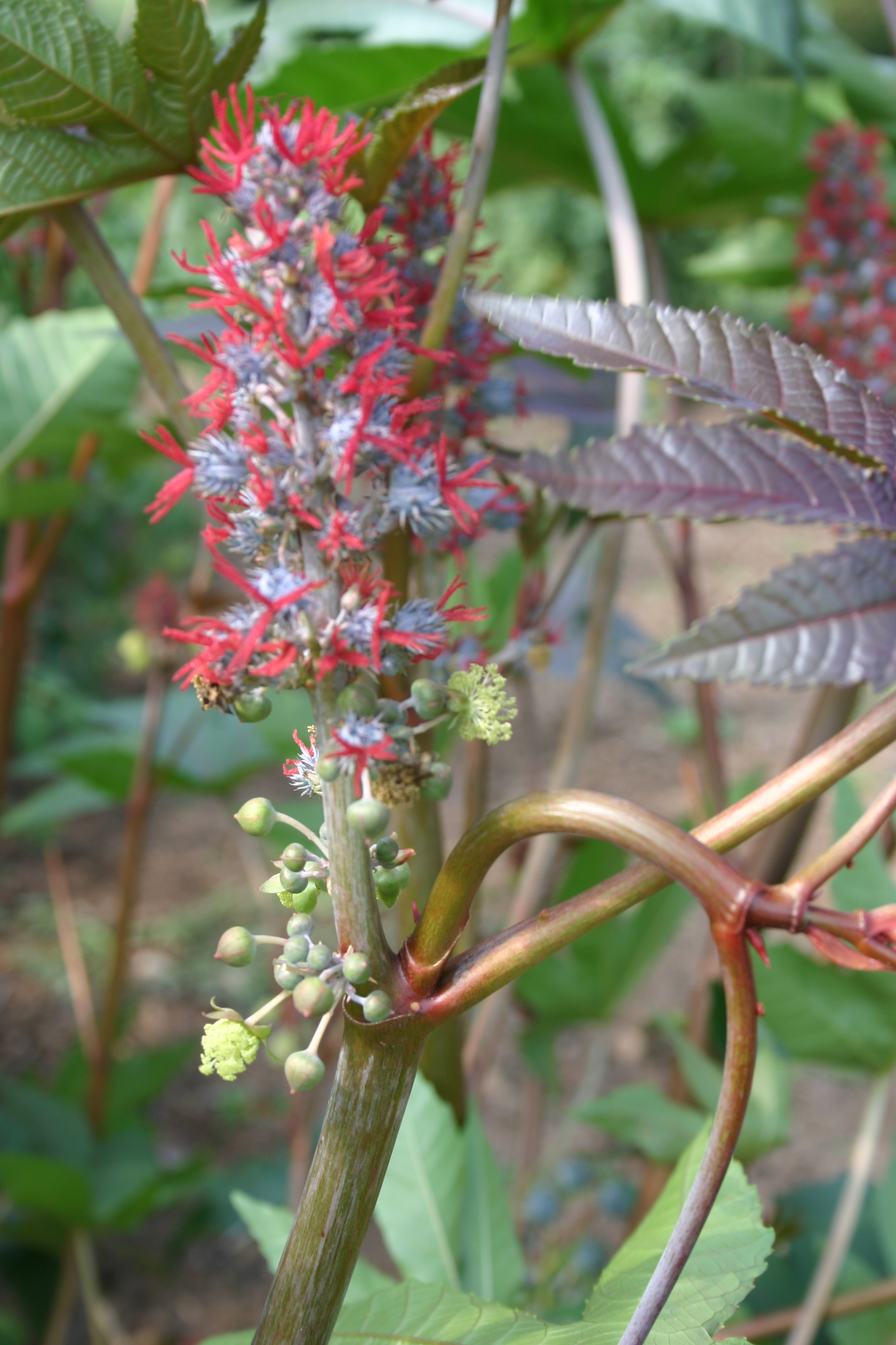 Caston Bean bloom in Mary Snoddy garden.jpg