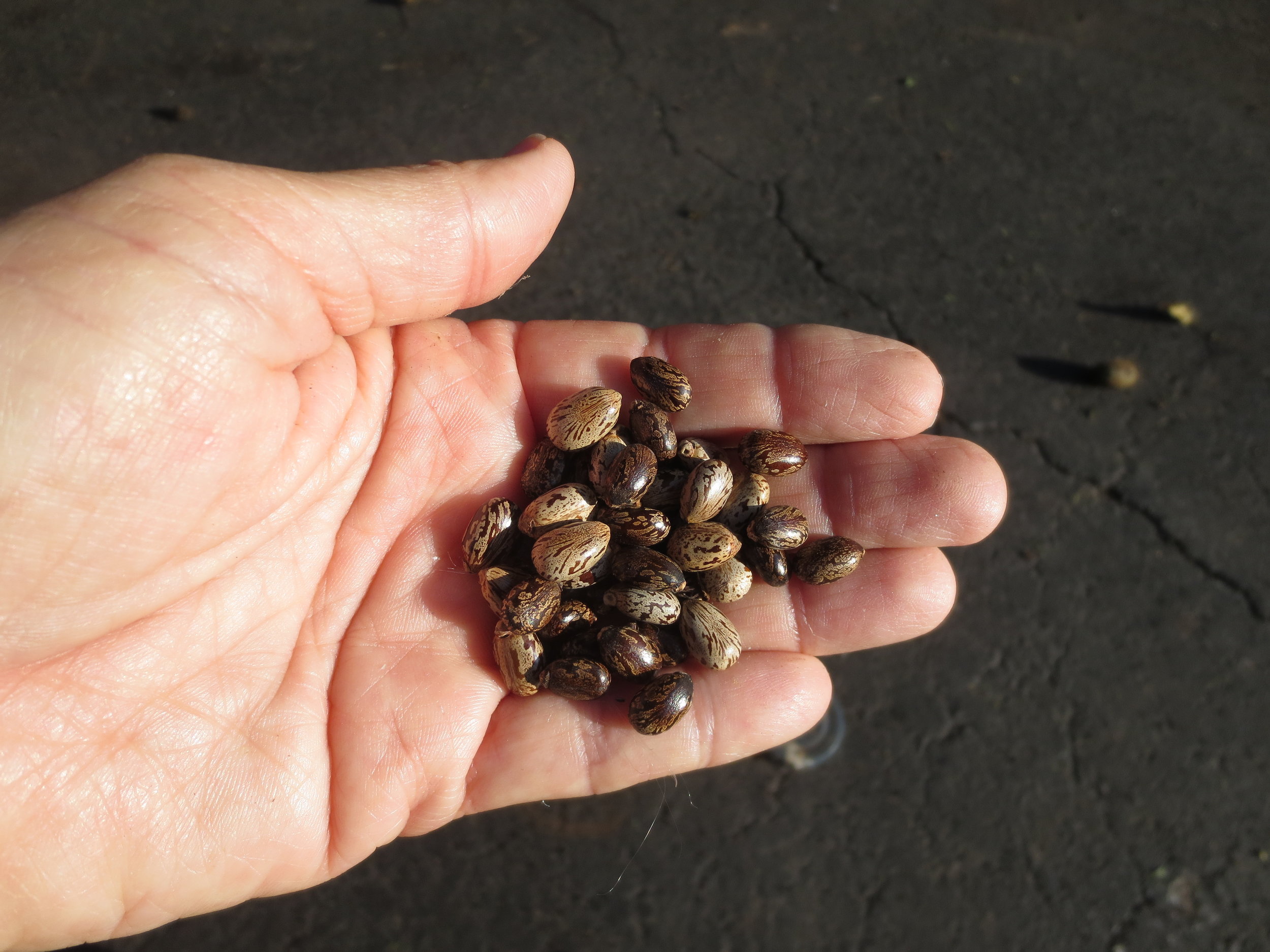 Castor Bean Seed.JPG