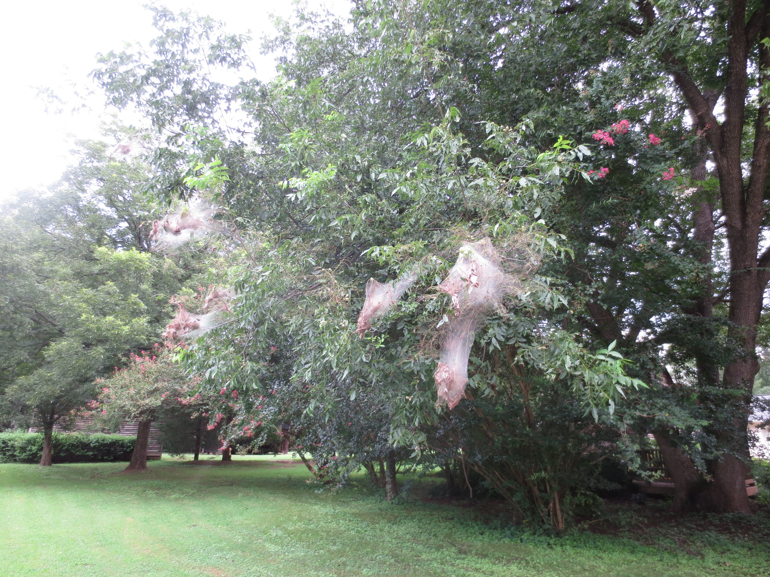 Webworms on Pecan.JPG