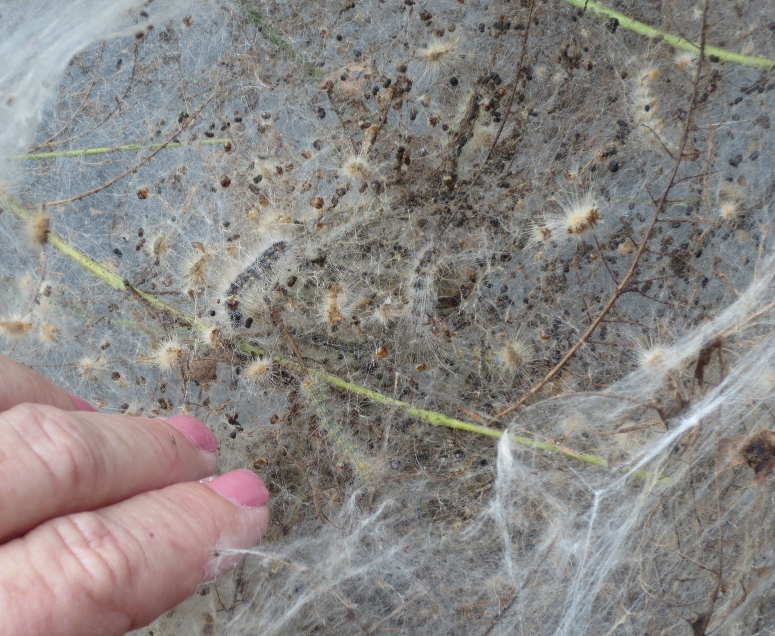 Webworm - Several generations.JPG