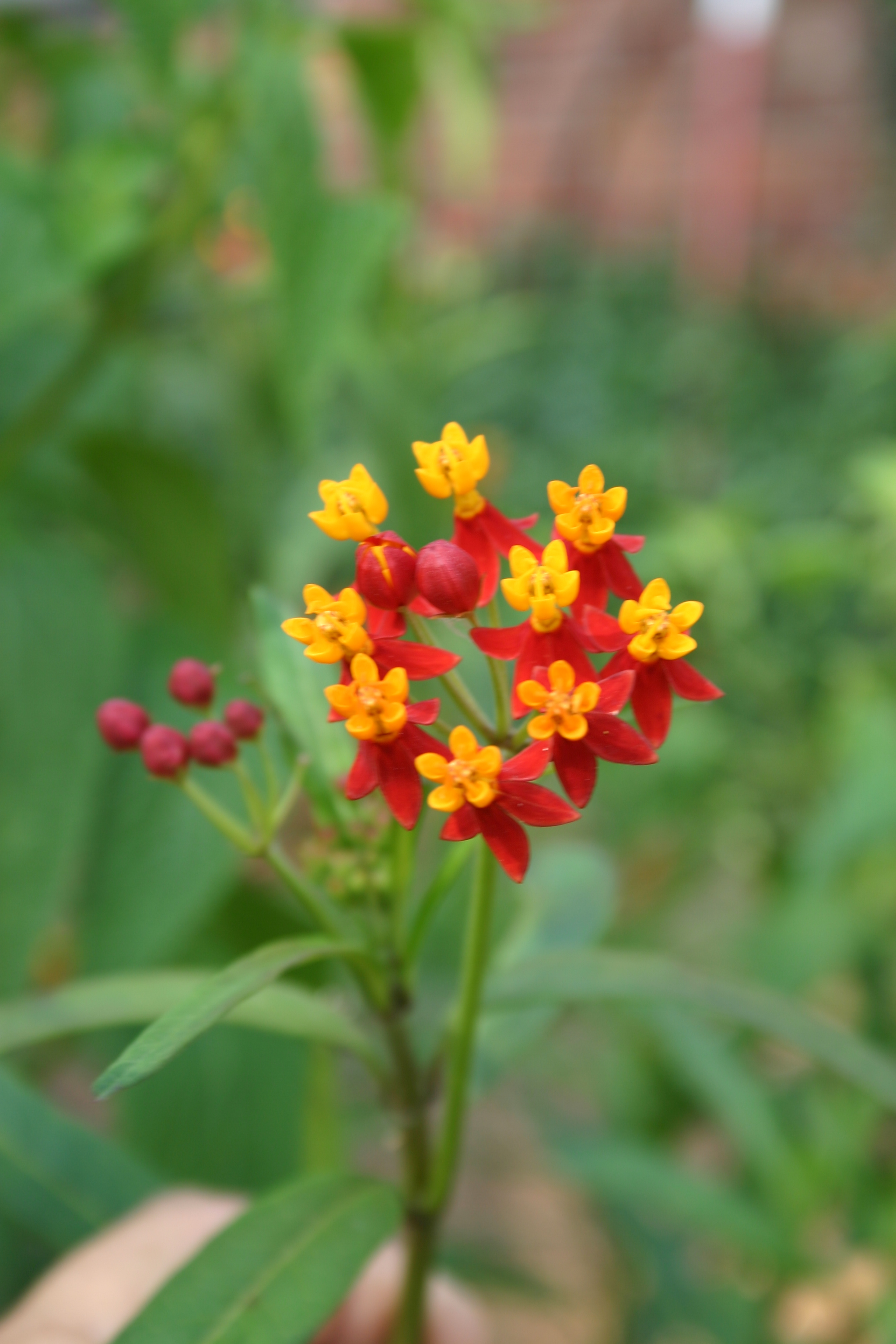 Annual Butterfly weed.JPG