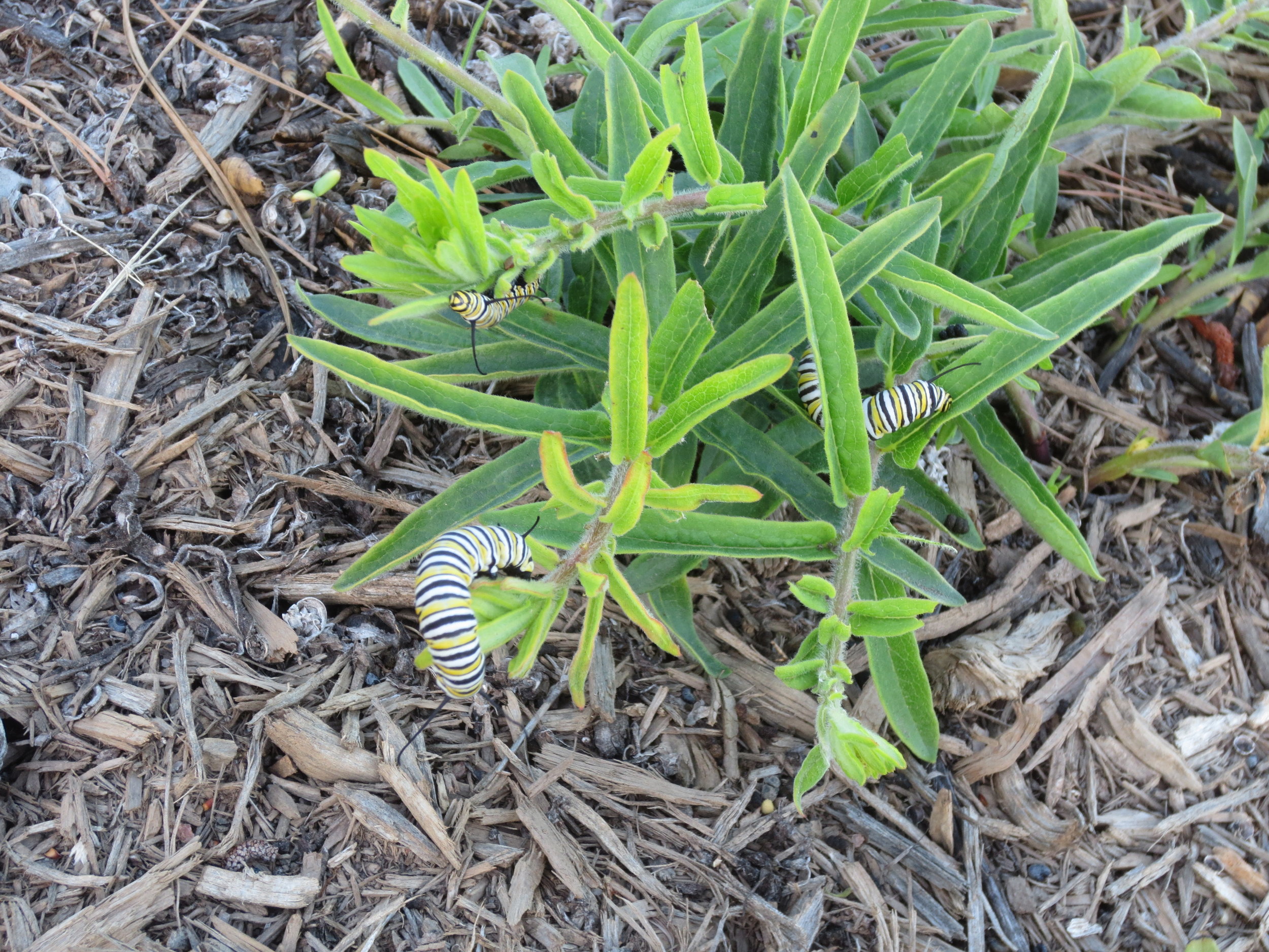 Caterpillars on Bfly weed 2.JPG