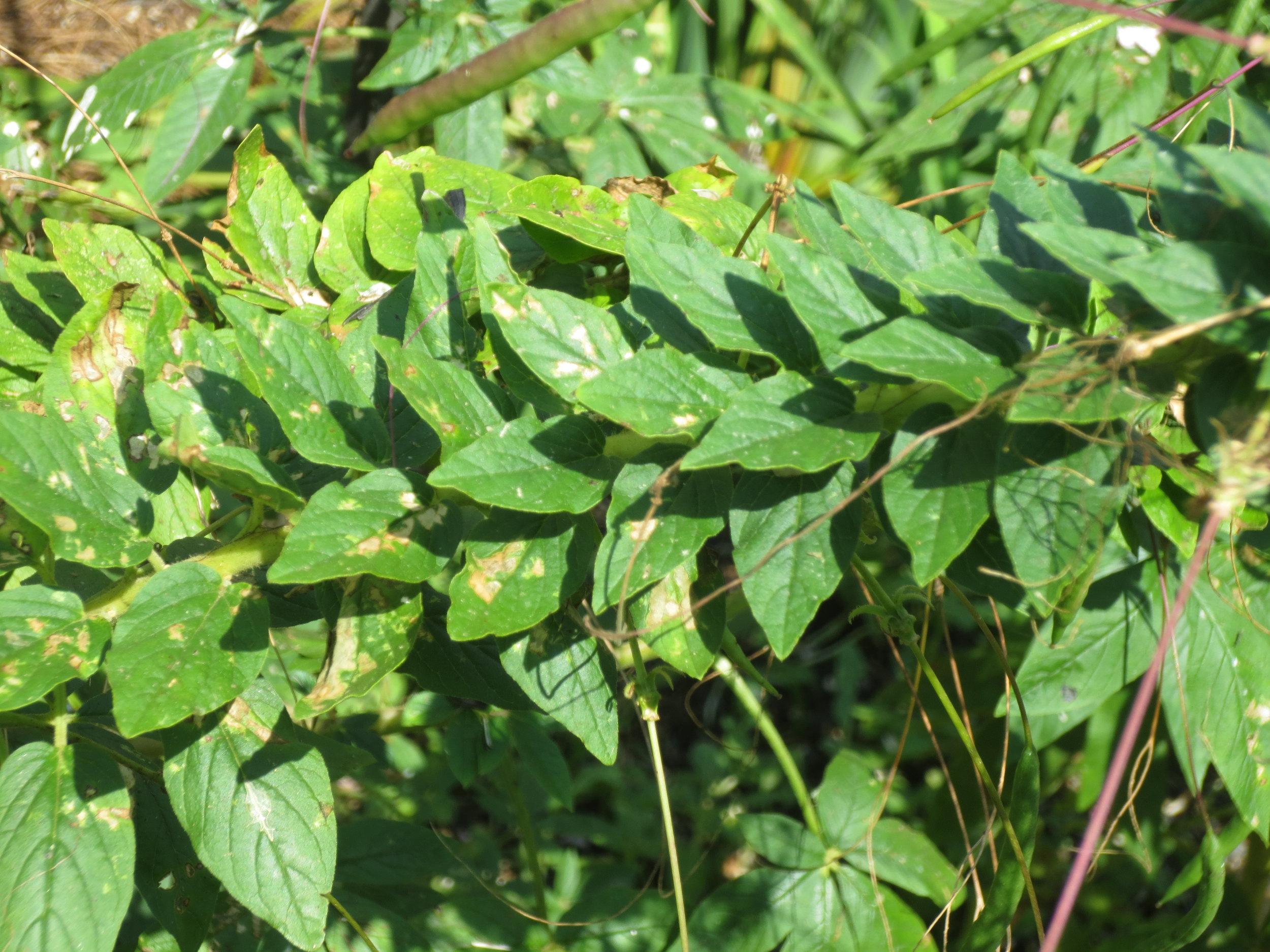 Leaf damage from stinkers