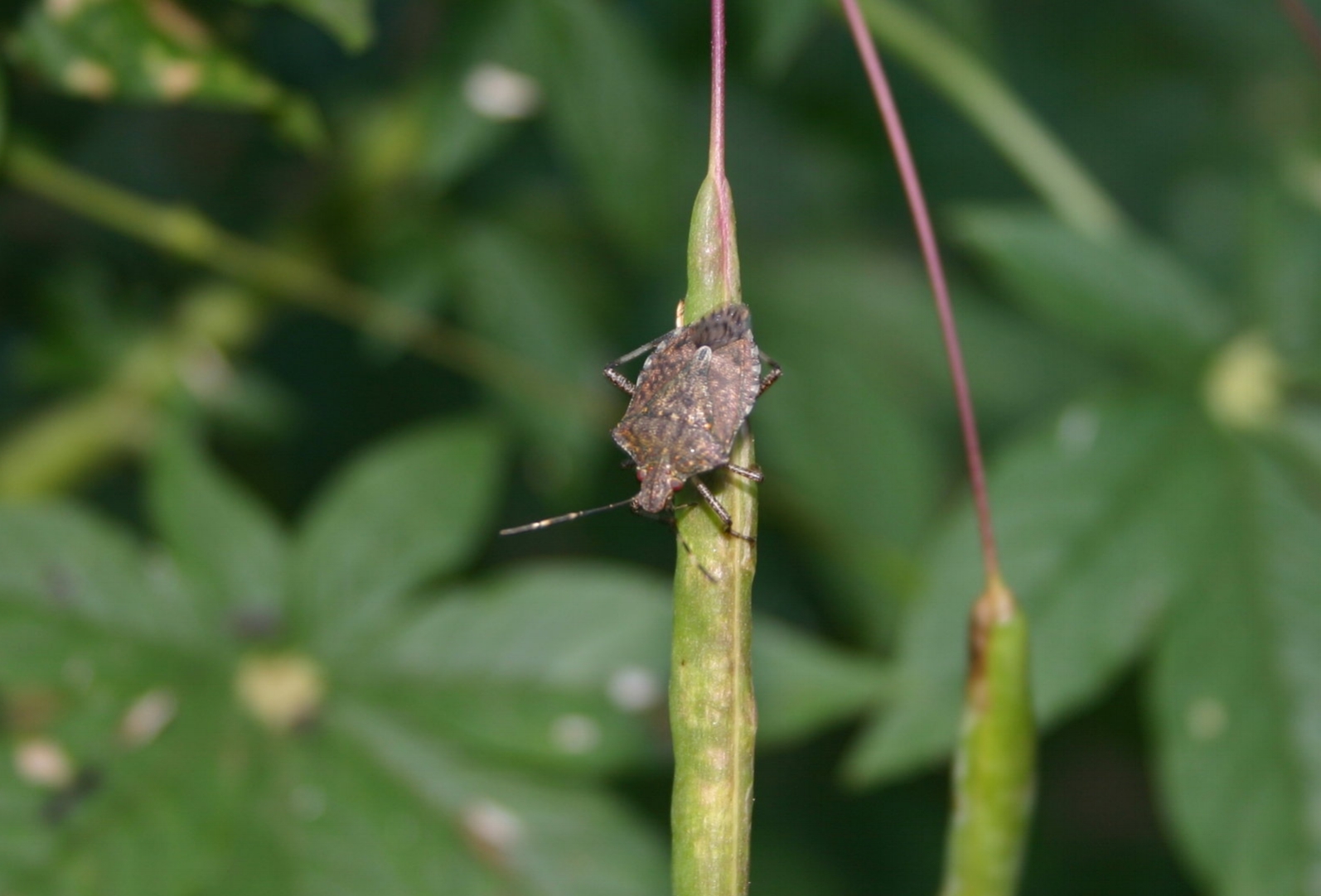 Standard stink bug