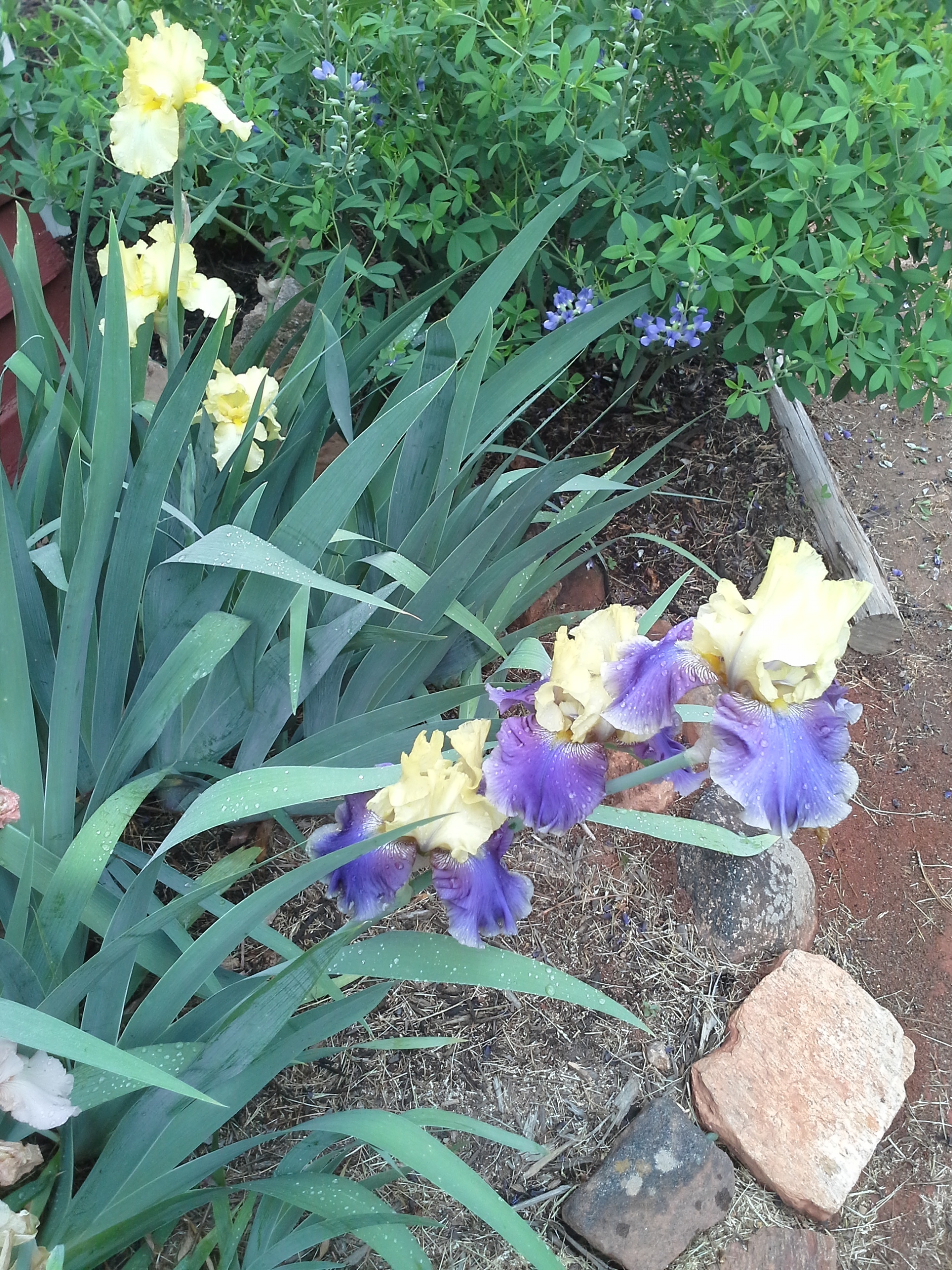 Iris Yellow Purple.jpg