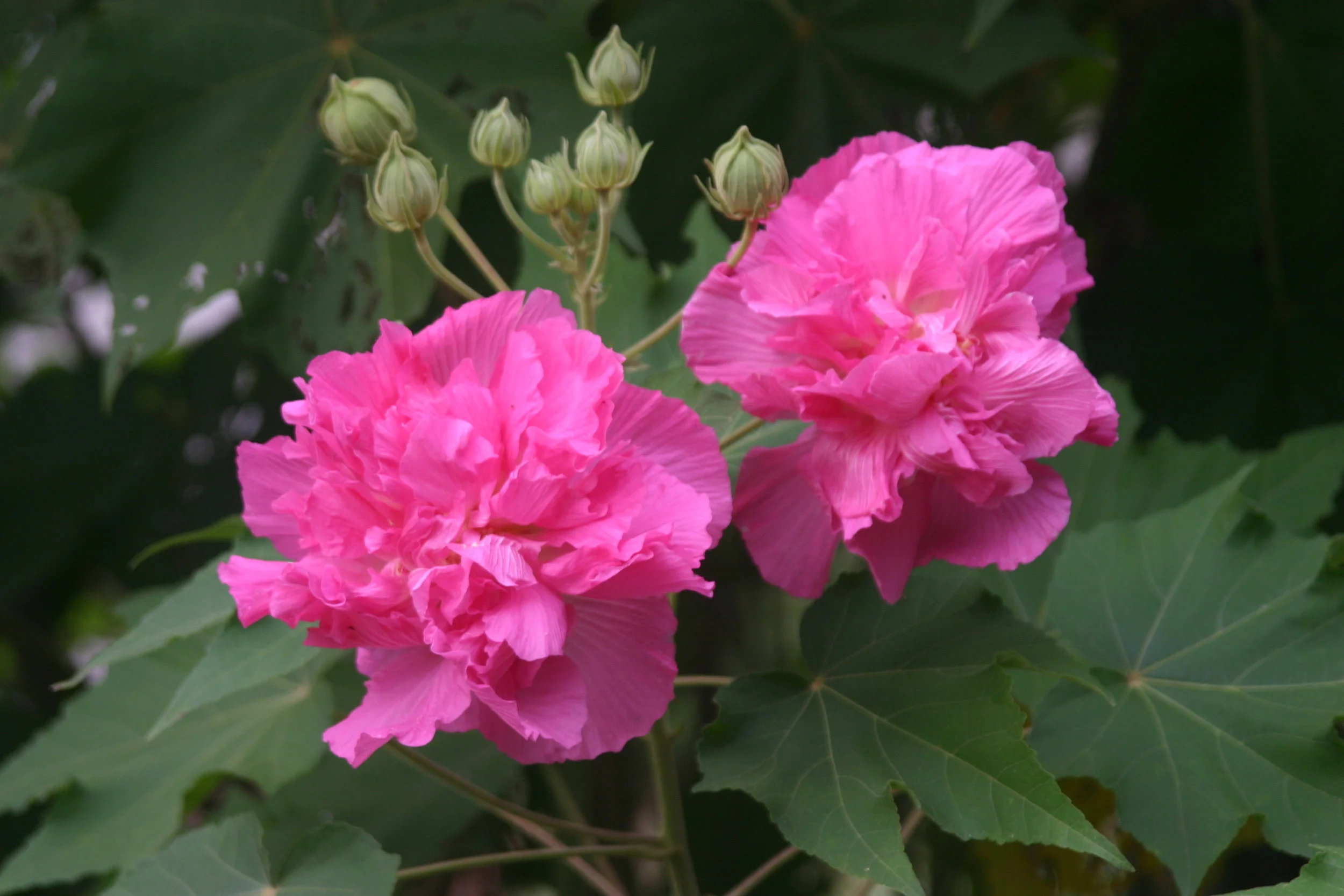 Hibiscus mutabilis.JPG