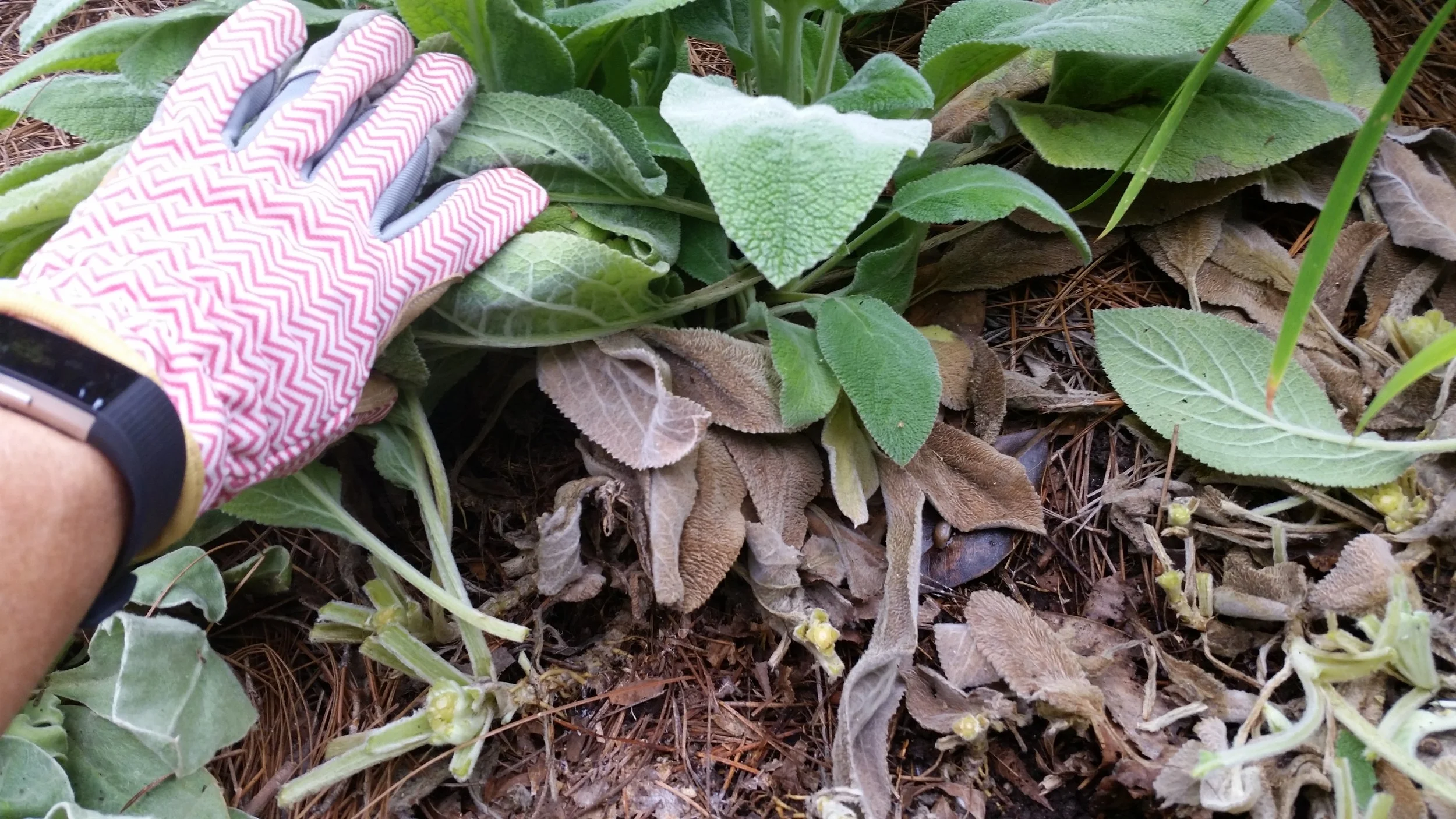 Dead leaves hiding underneath the pretty ones
