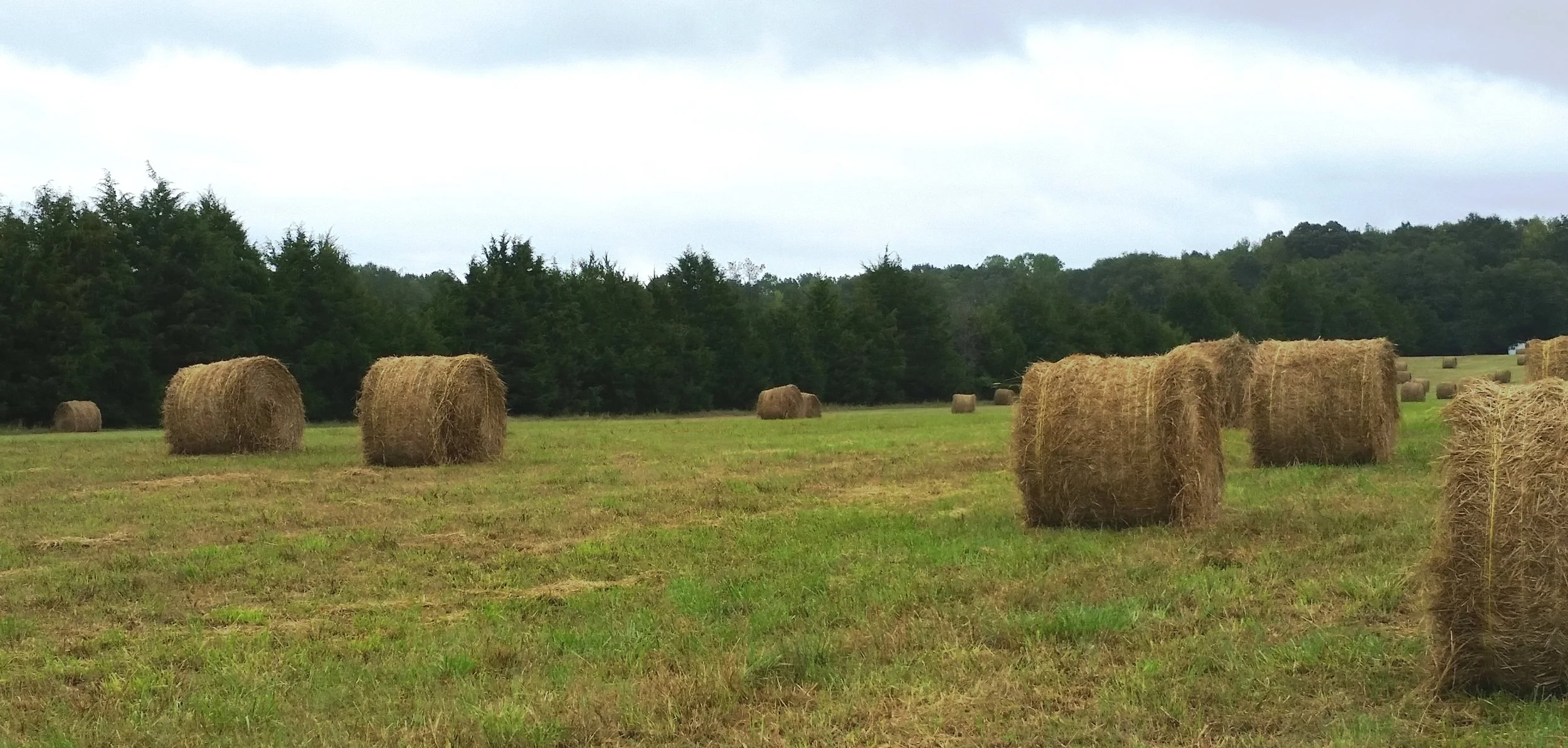 Round hay bales