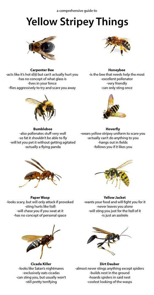 Guide to Yellow Stripey.jpg