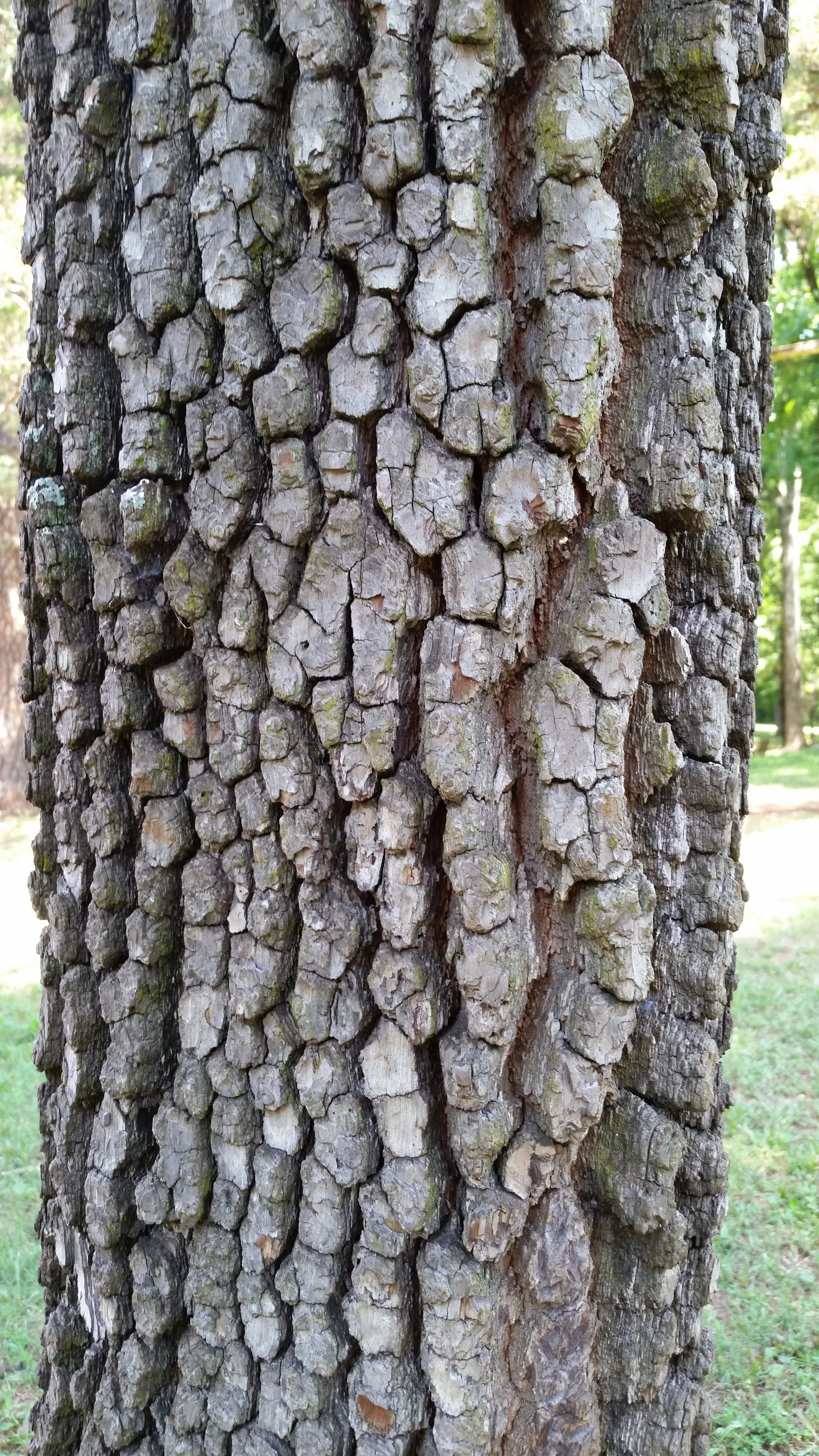 The distinctive fissured bark of a mature native persimmon, Diospyros virginiana