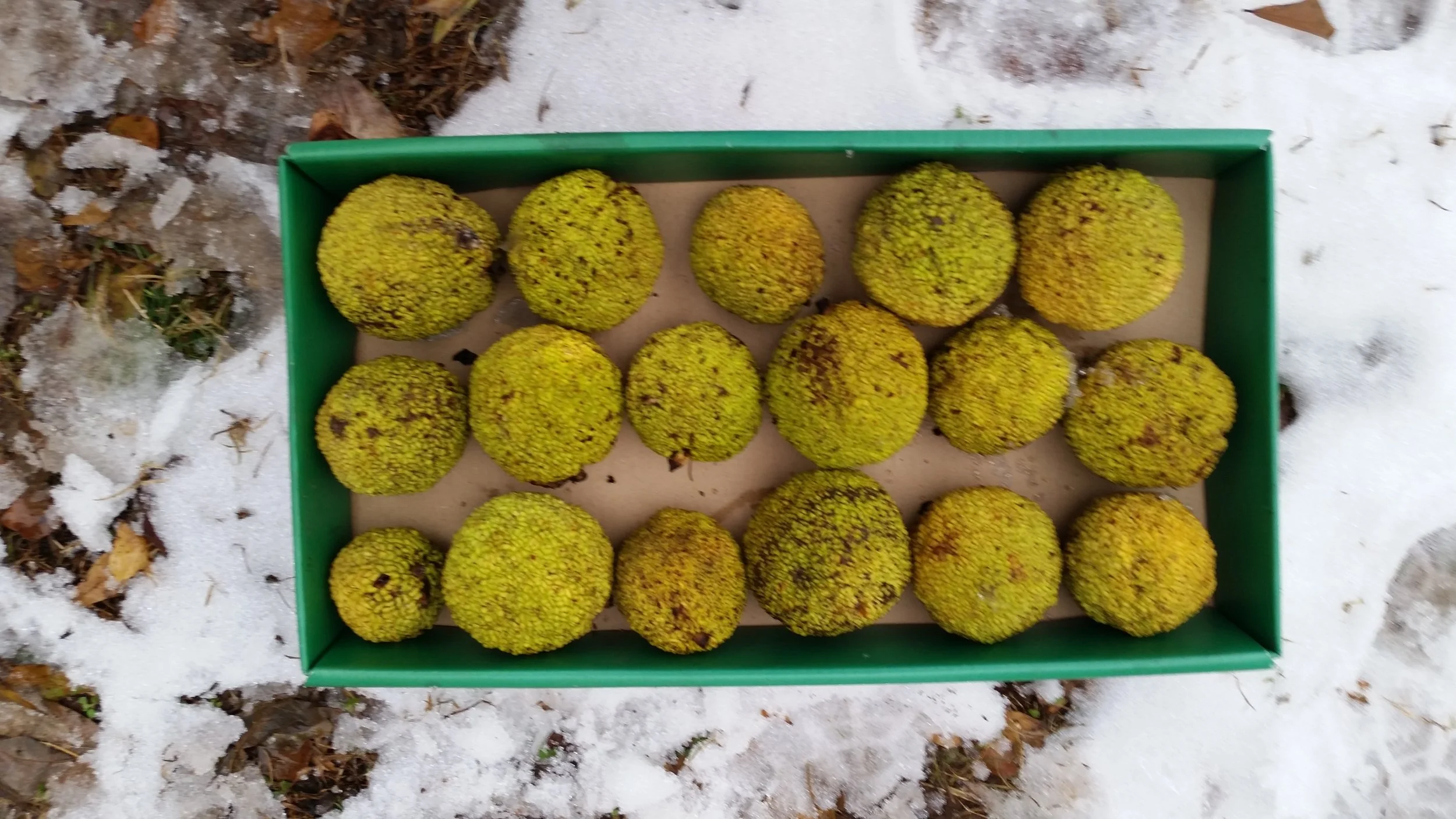 Box of assorted sizes, gathered after the first snowfall