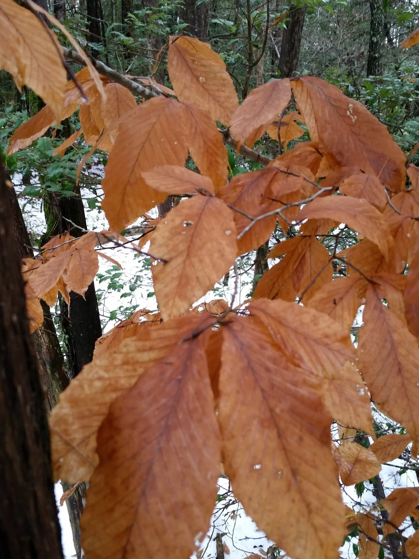 Beech leaves in winter.