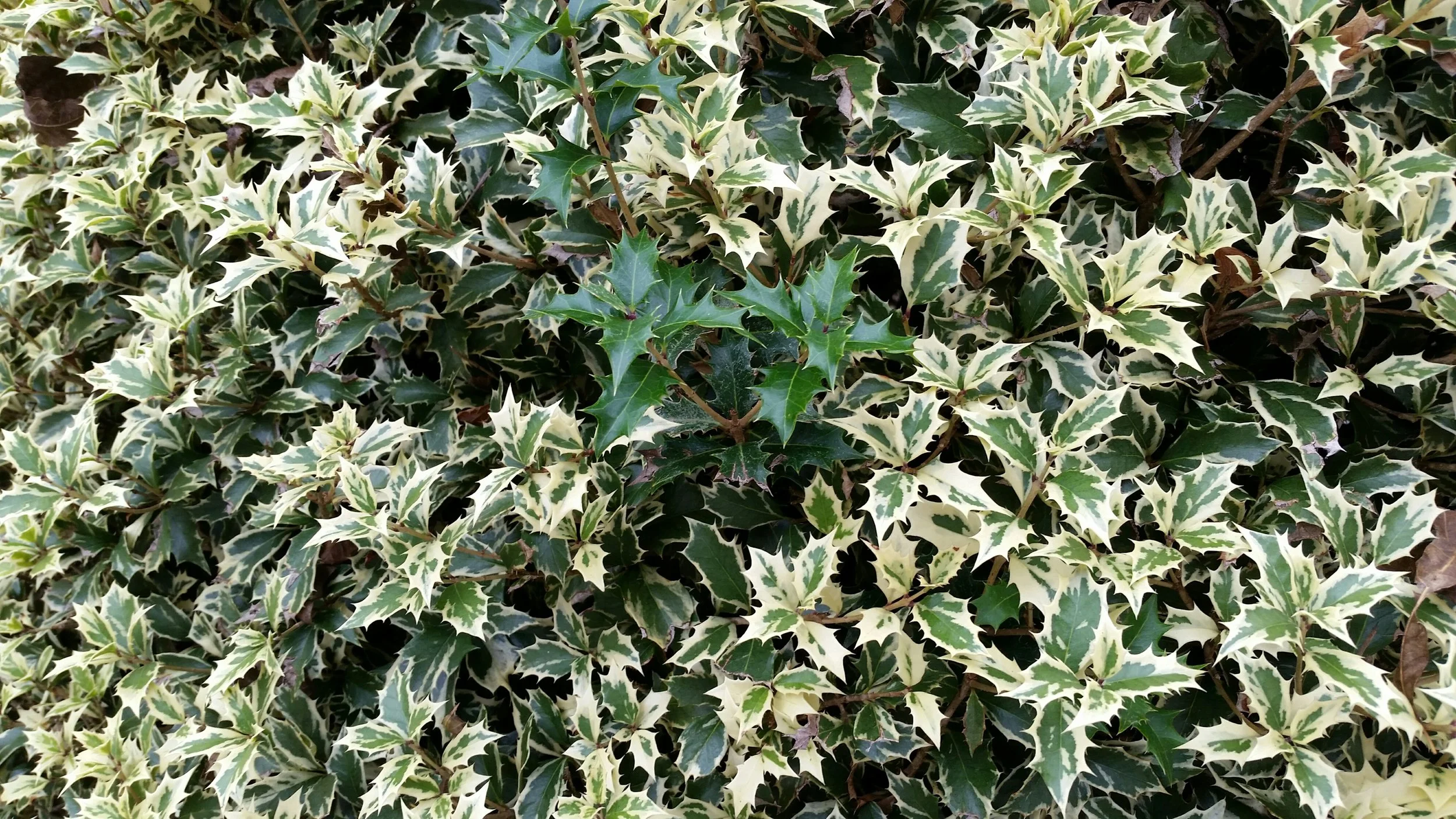 “Out! Out, you (green) spot!” said Lady Macbeth’s gardener.