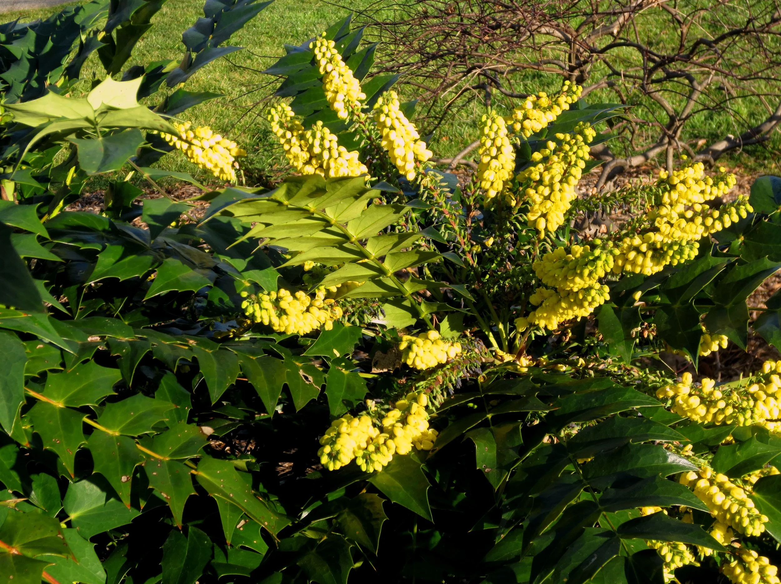 Mahonia bealei Winter Sun.JPG