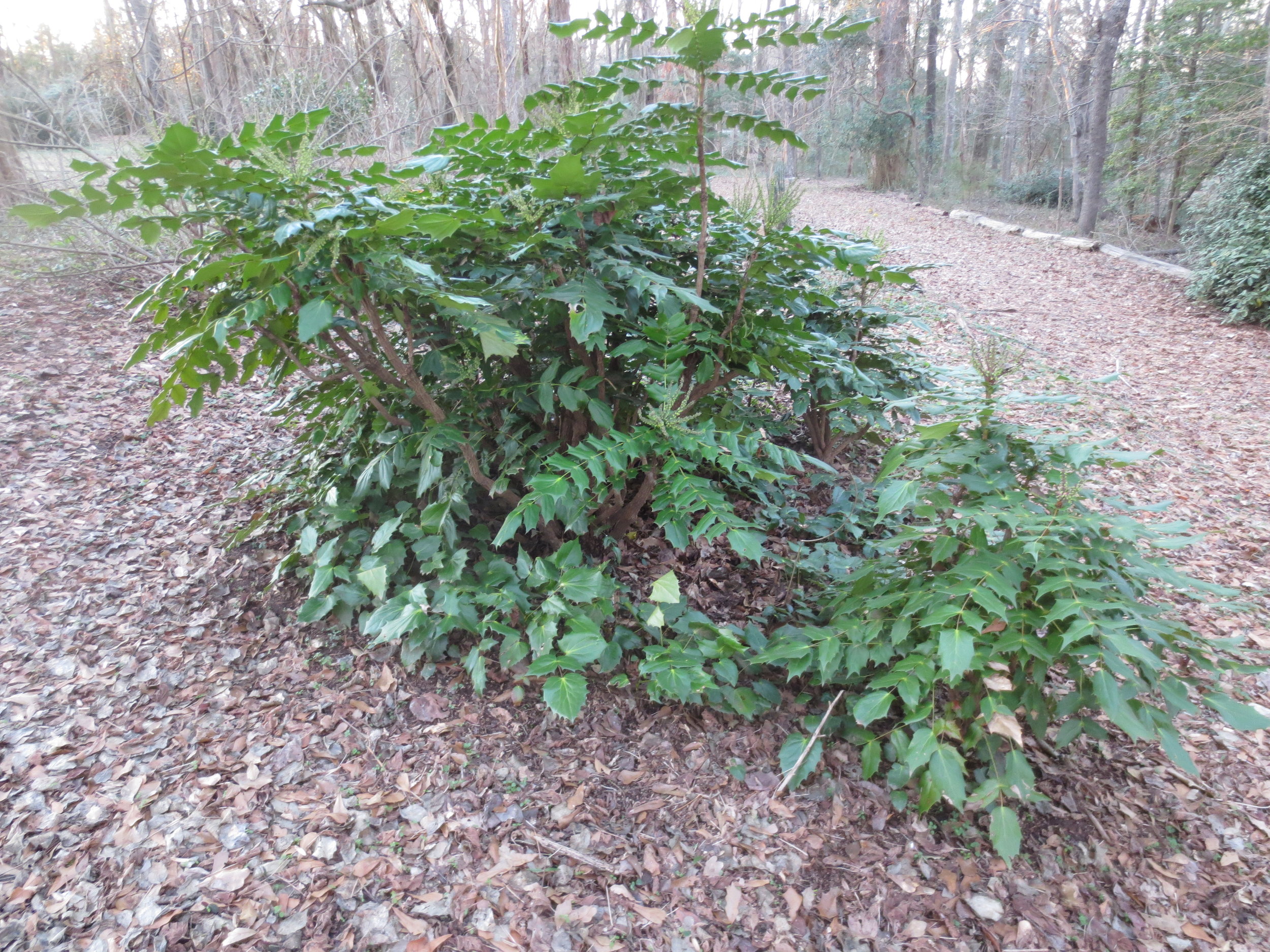 Mahonia thicket 2.JPG