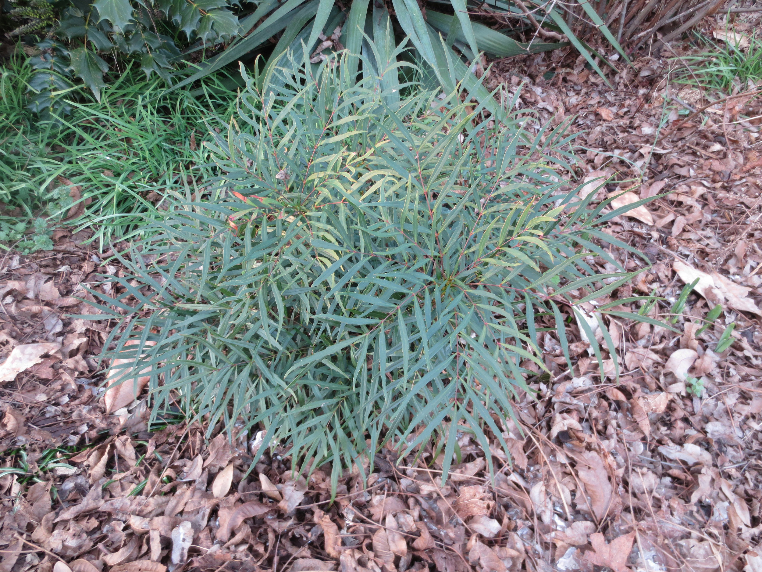 Mahonia eurybracteata Soft Caress.JPG